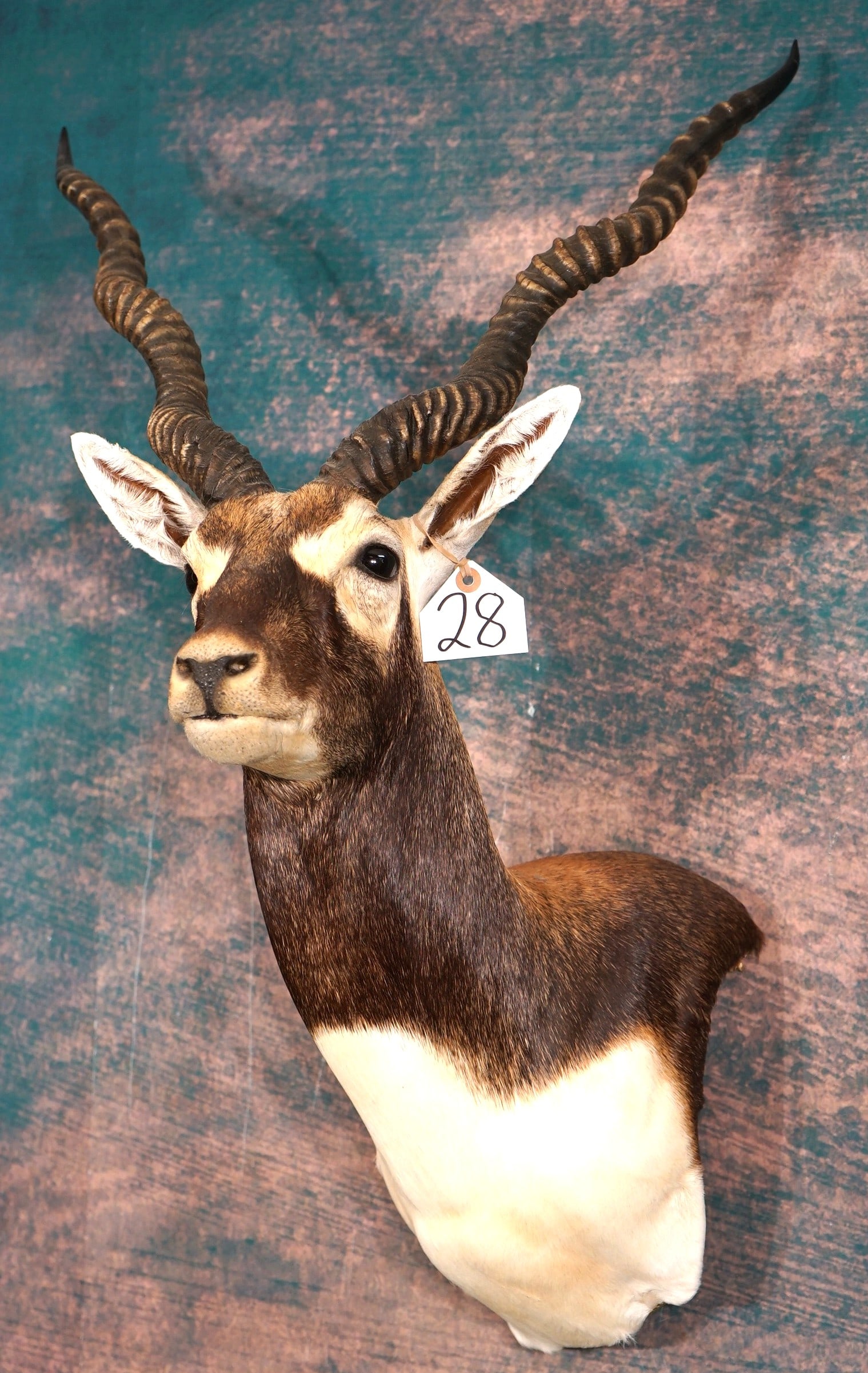 Beautiful Blackbuck Antelope Shoulder Taxidermy Mount: This mount is clean and it is in excellent condition. This is a good size mature Buck. The taxidermy quality of this mount is excellent, and it grades a high 9.5.
