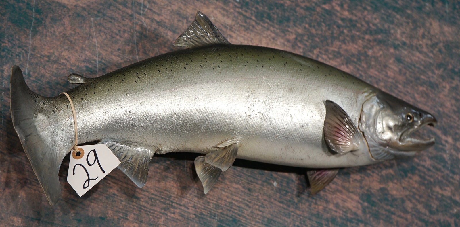 Beautiful 26" Real Skin Silver Salmon Taxidermy Fish Mount: The Silver Salmon is also known in the lower 48 states as the Coho Salmon. This mount is clean and it is in excellent condition. This Fish grades a high 9.75.