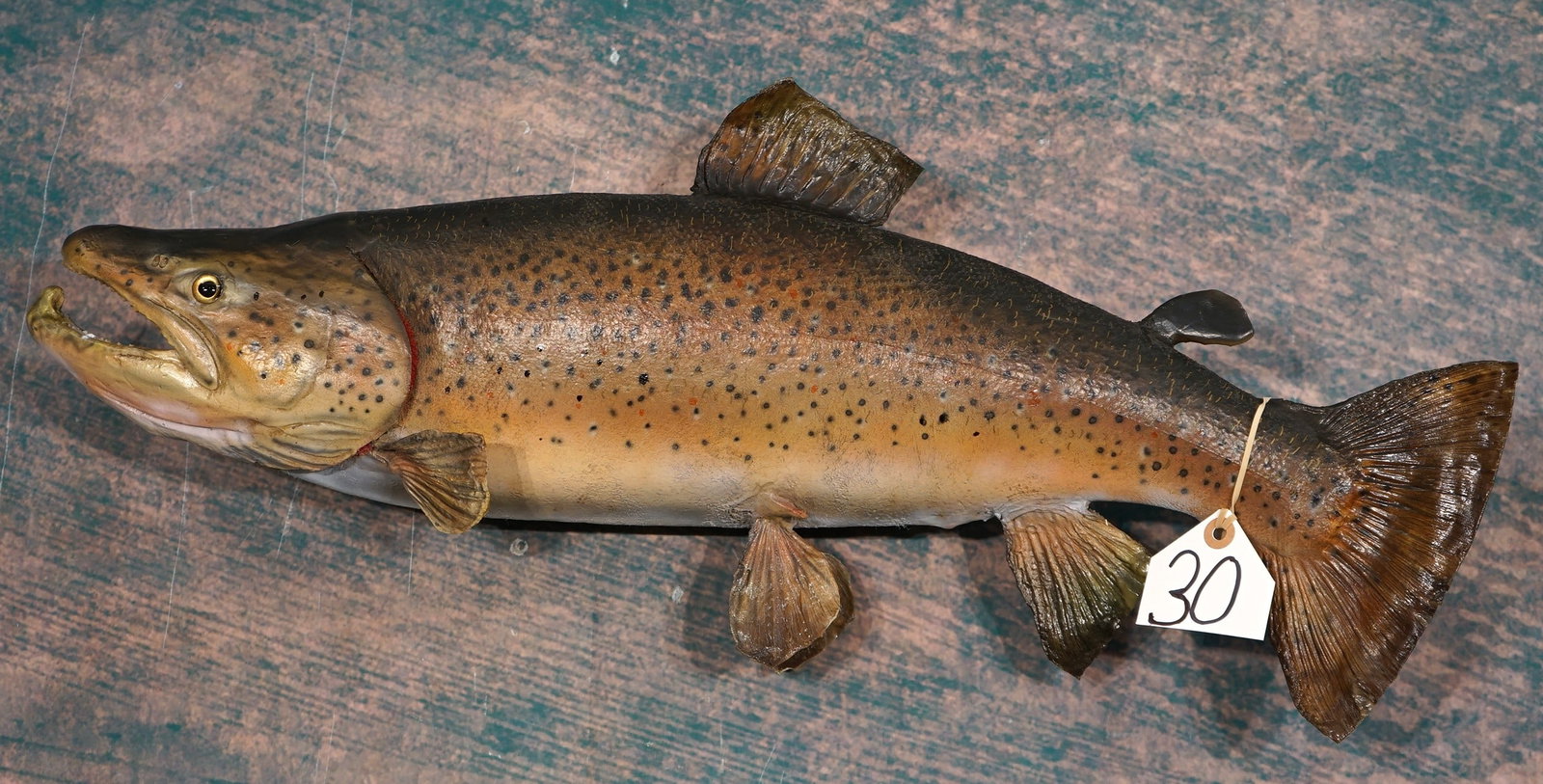 Cool 27 1/4" Real Skin Trophy Brown Trout Taxidermy Fish Mount: This mount is clean and it is in excellent condition. The taxidermist did a really nice paint job on this Trout. This Brownie will grade a very nice 8.85.