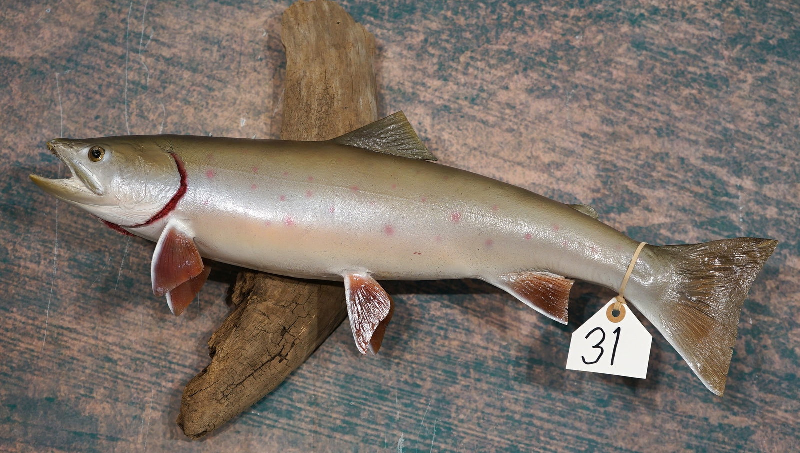 Pretty 21 1/2" Dolly Varden Trout Taxidermy Fish Mount: This Trout is clean and in excellent condition. This type of fish came from way up North, near the Arctic Circle. The taxidermy quality is outstanding, and this Fish mount grades a very high 9.85.