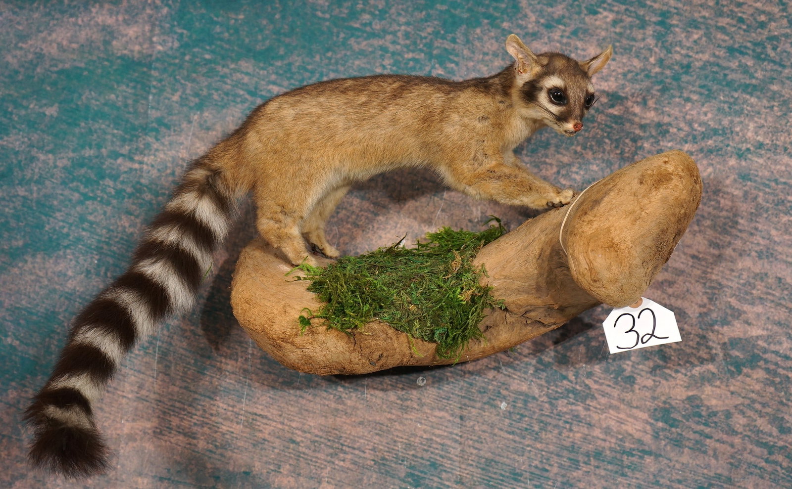 Ringtail Cat Full Body in Natural Habitat Taxidermy Mount: This mount is clean and in excellent condition. This Ringtail was done using his real teeth. The mount is natural looking with great expression. The quality of this mount grades a high 9.