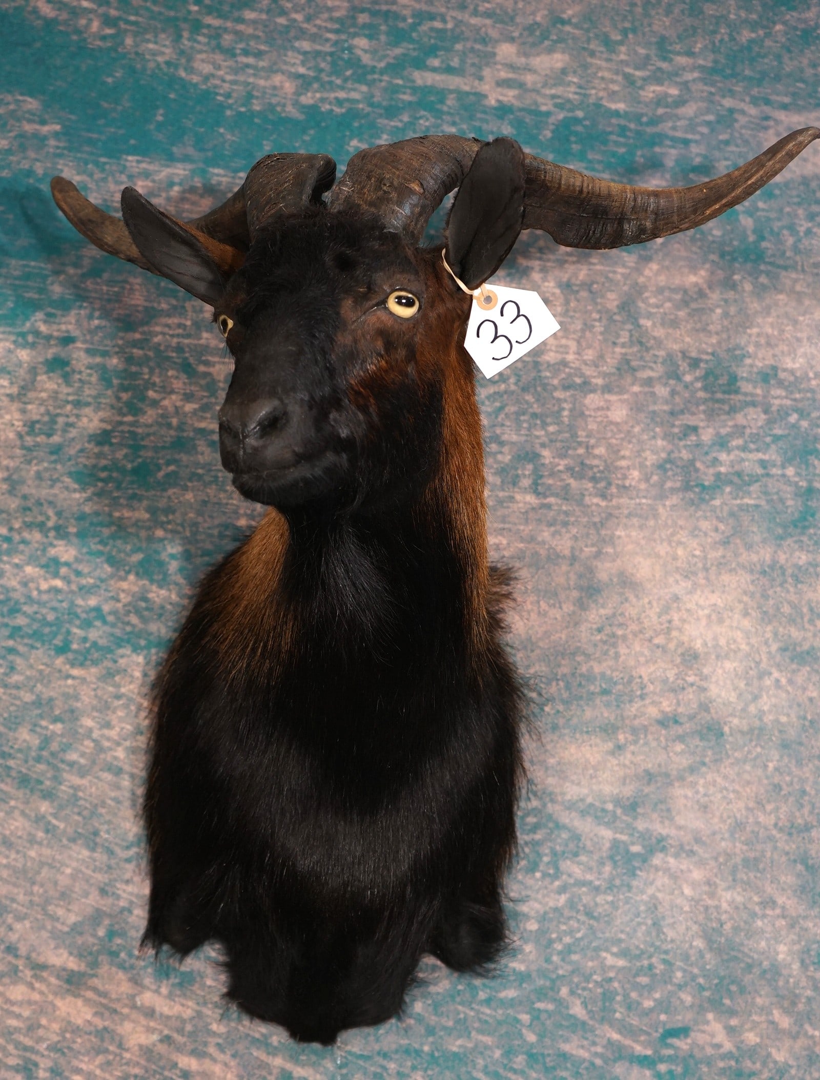 Balearean Spanish Wild Goat Shoulder Taxidermy Mount: This mount is clean and in mint-like condition. This Balearean Wild Goat has a gorgeous cape, and outstanding taxidermy. This mount grades a perfect 10.