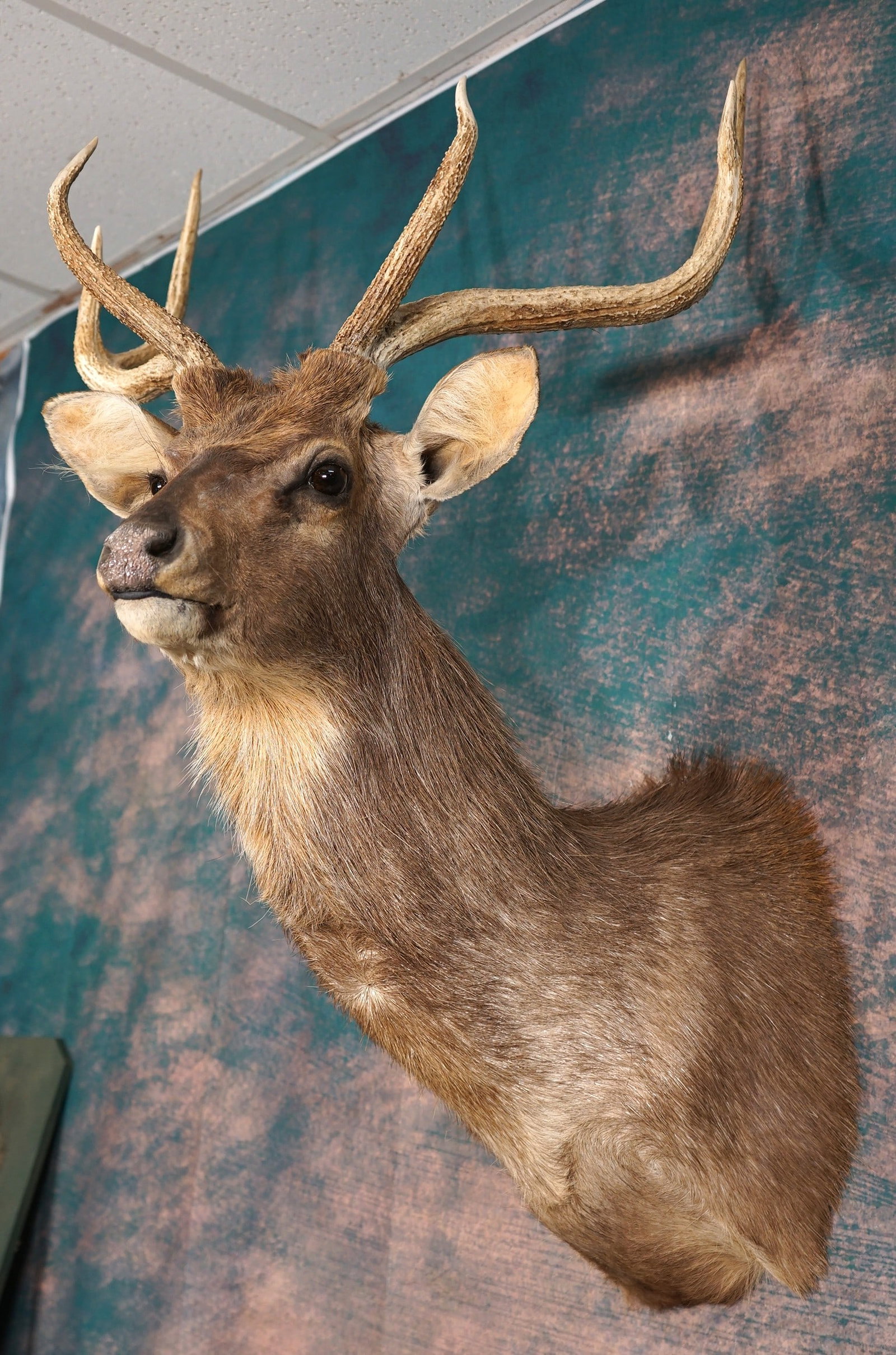 Record Moluccan Rusa Deer Shoulder Taxidermy Mount: The Moluccan Rusa Deer is native of Australia. This mount is clean and in excellent condition. The taxidermy quality of this Trophy is excellent, and this Buck grades a very high 9.5.