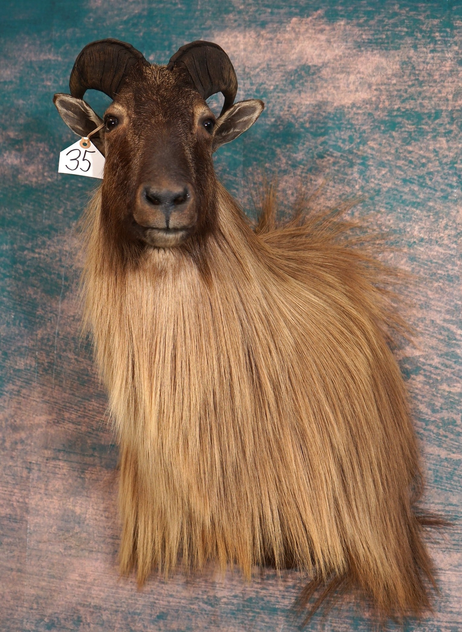 Beautiful Himalayan Tahr Shoulder Taxidermy Trophy Mount: This is a clean mount that's in mint-like condition. This is a good size mature Bull. The taxidermy quality is outstanding and this mount is a solid grade 10.