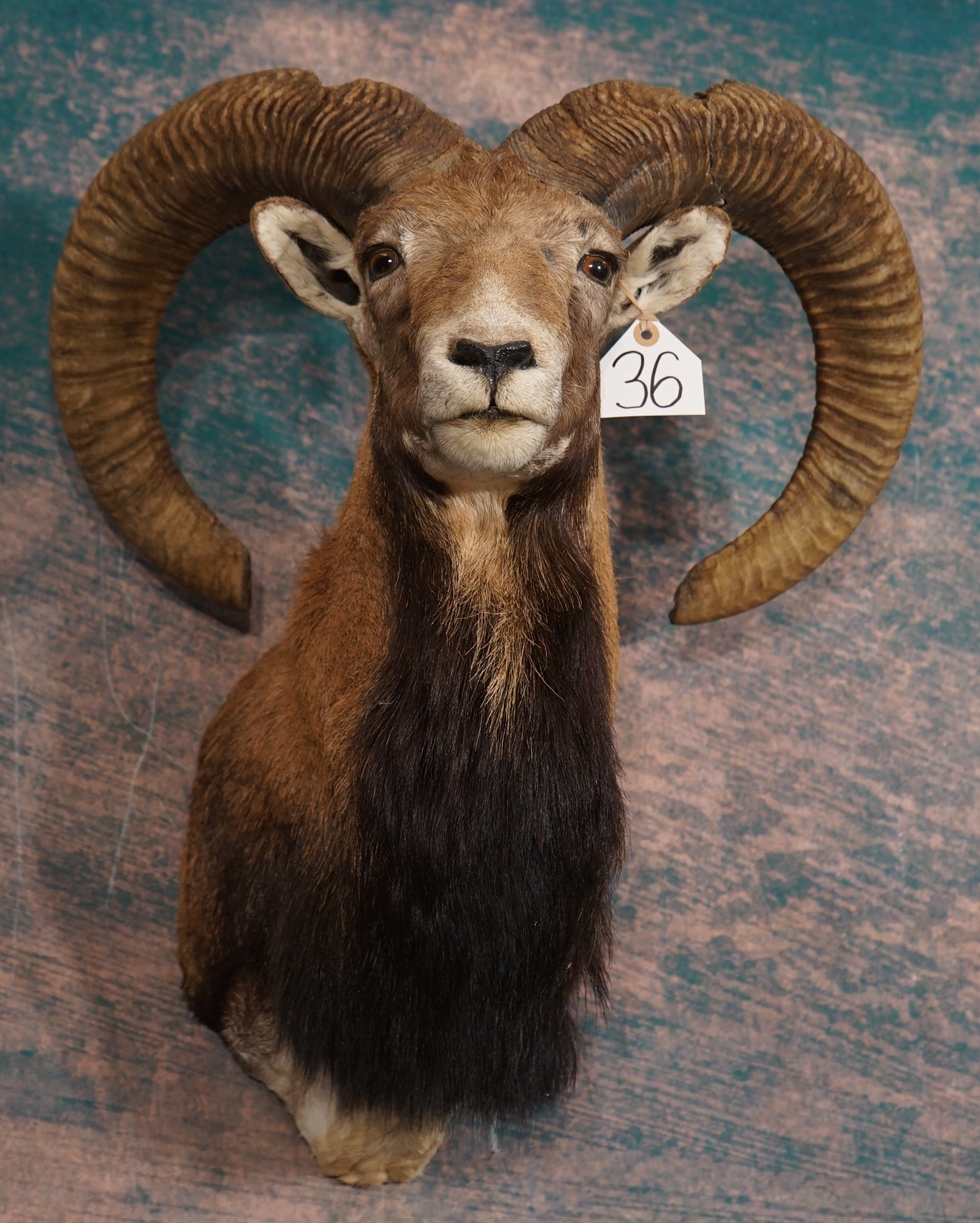Iranian Red Sheep Shoulder Taxidermy Ram Mount: This is a very nice clean mount in excellent condition. The taxidermy quality is excellent, and this Ram grades a high 9.5.