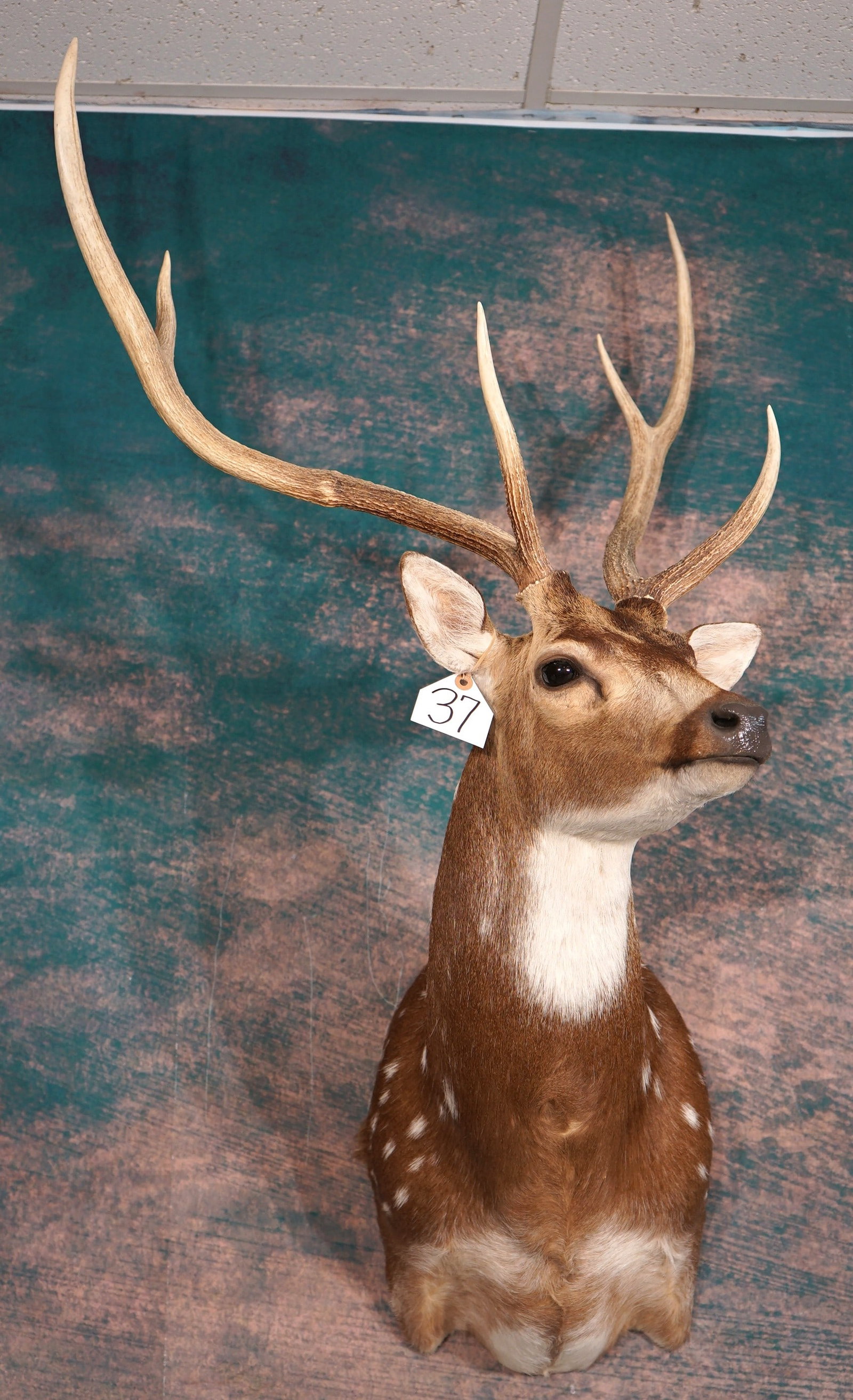 Beautiful Axis Deer Shoulder Taxidermy Mount (1 of 3)