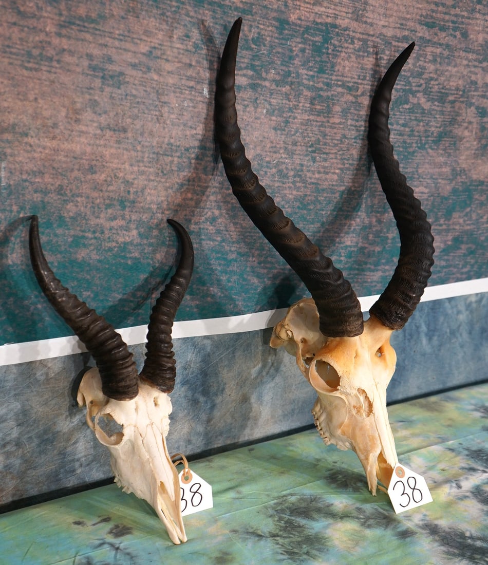 African Springbuck Gazelle & Western Kob Antelope Skulls Taxidermy: Both Skulls here are clean and in very good condition. The Kob is missing the nose tip. These are mature animals.