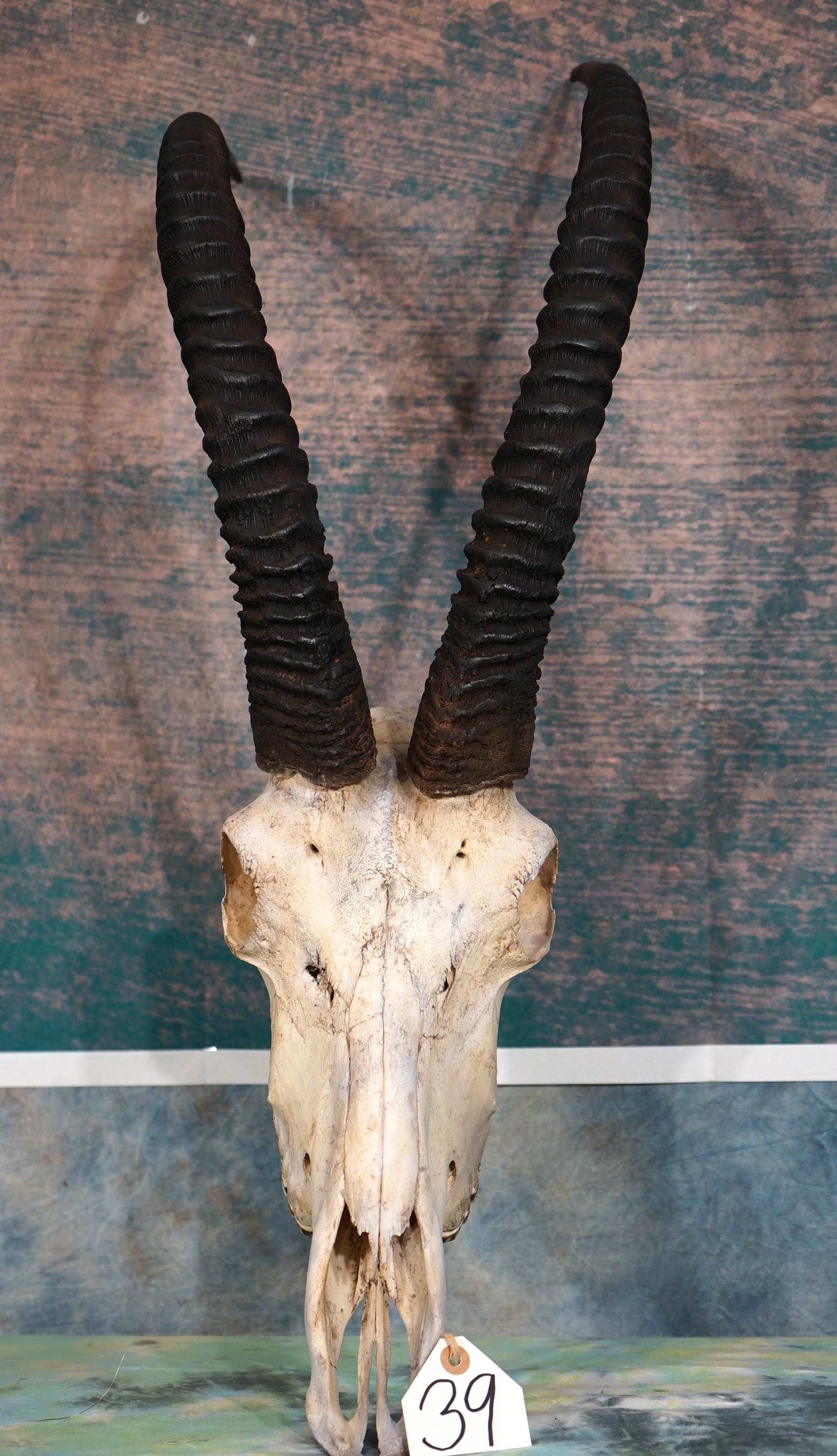 East African Roan Antelope Skull Taxidermy: This Skull is from a large trophy size Roan Bull. The Skull is clean and in excellent condition.