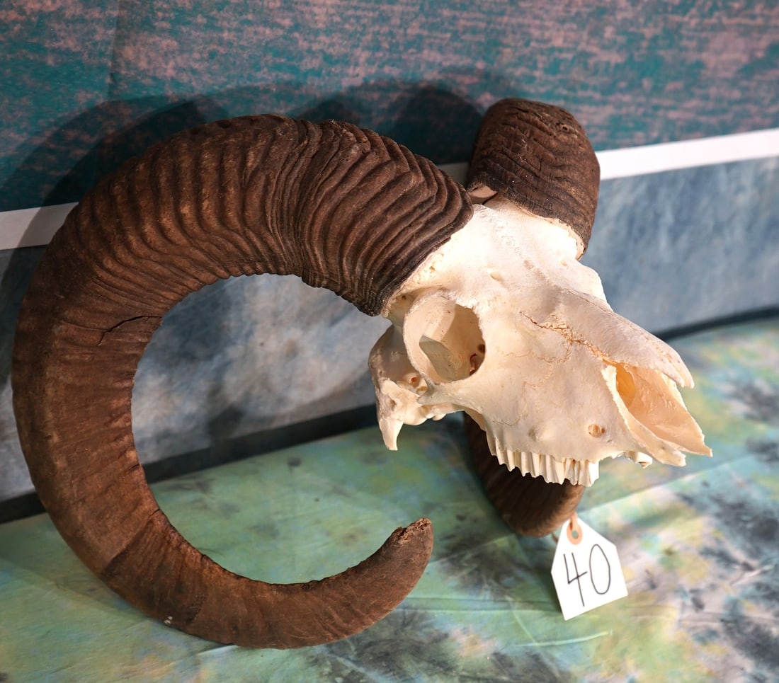 European Mouflon Sheep Taxidermy Ram Skull: This skull is from a mature Ram. The skull is clean and in very good condition, except for the tip of the nose missing.