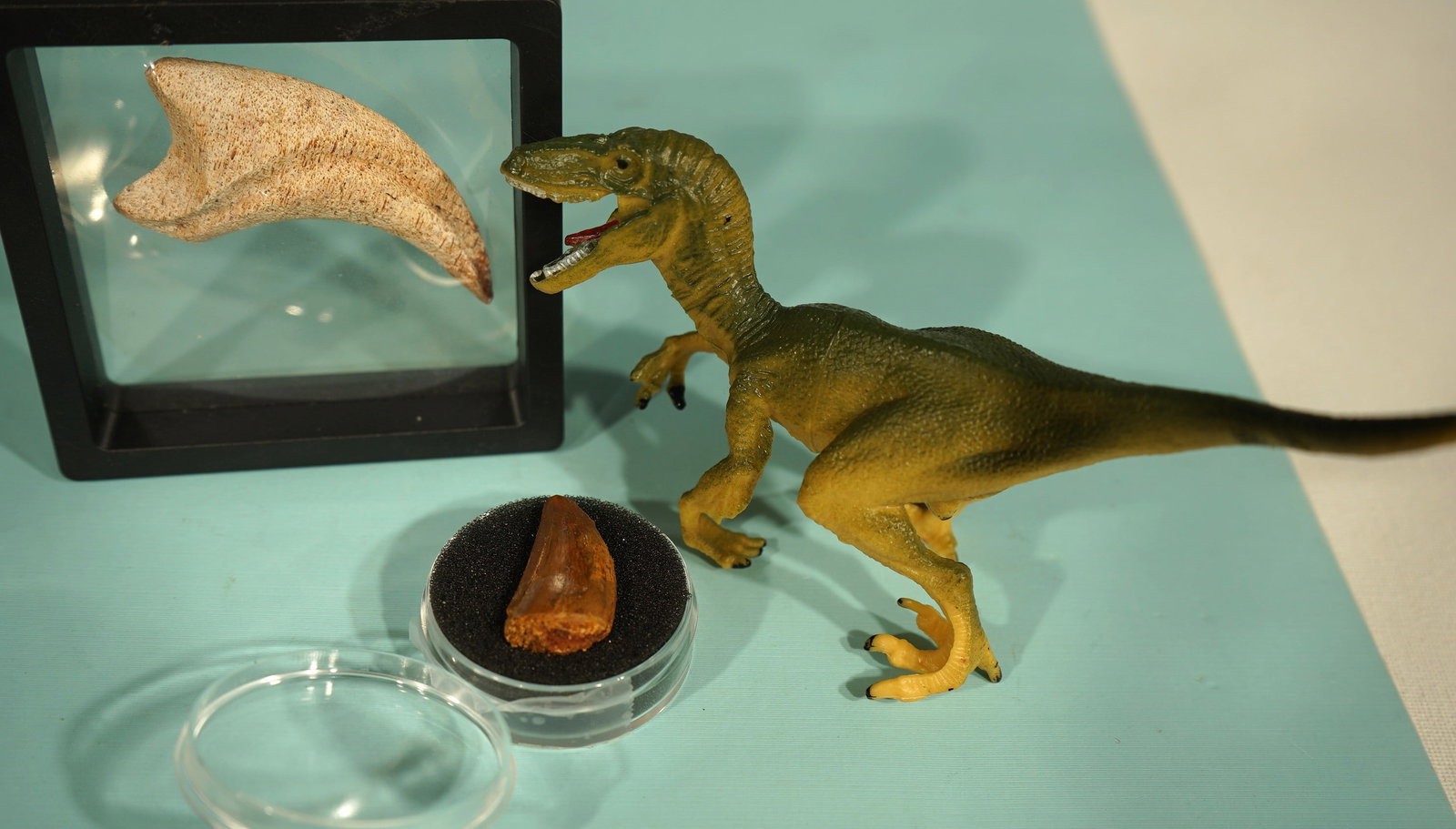 Authentic Deltadromeus agilis Large Raptor Dinosaur Fossil Claw & Tooth (1 of 6)