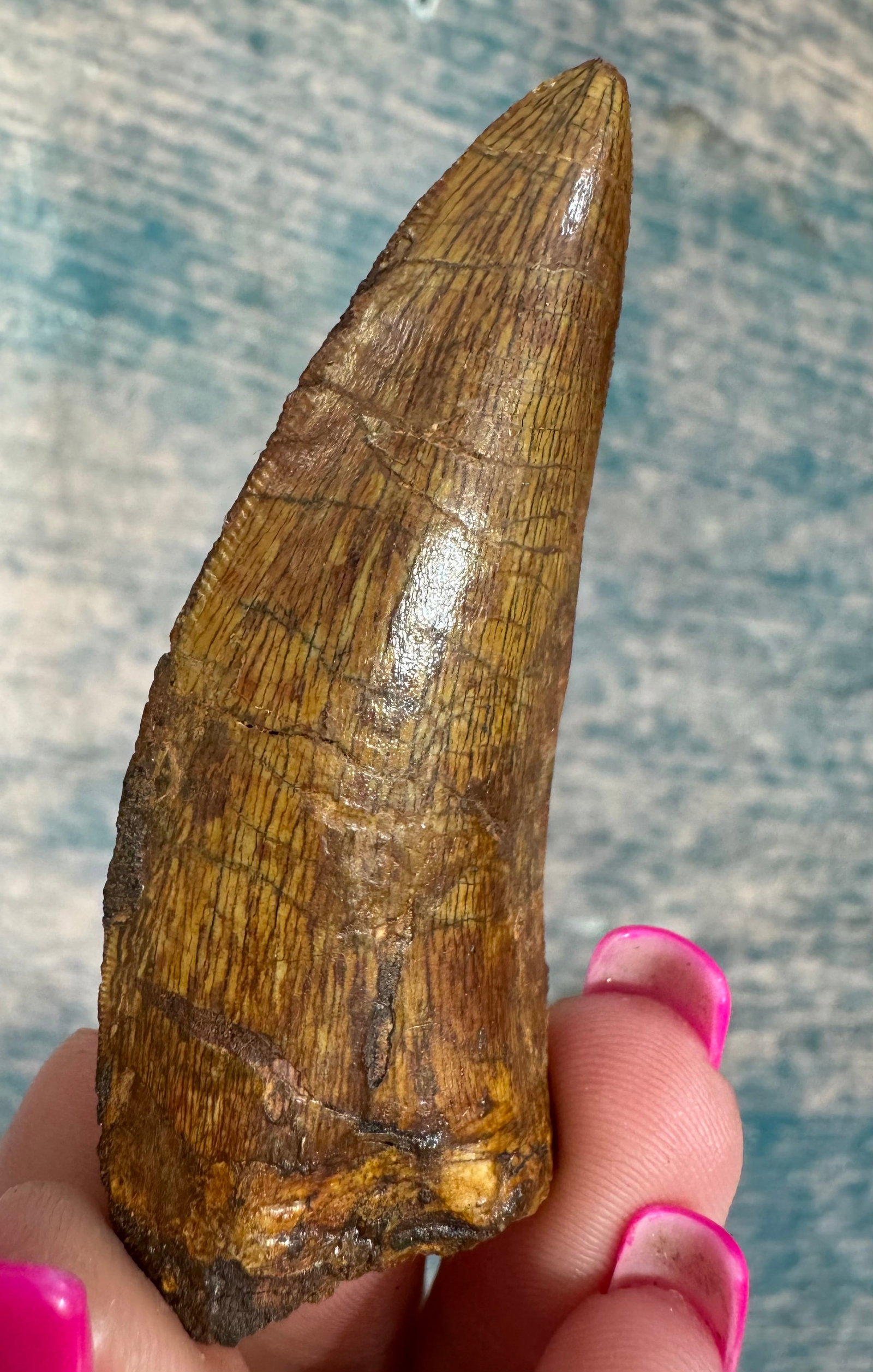 Authentic African T-Rex Fossil Dinosaur Tooth Display Case: This tooth was recovered from the Sahara Desert in Northwest Africa. It measures 3" long over the top curve, and 2 5/8" long on the straight line. The enamel is very good on both sides, and the serrat