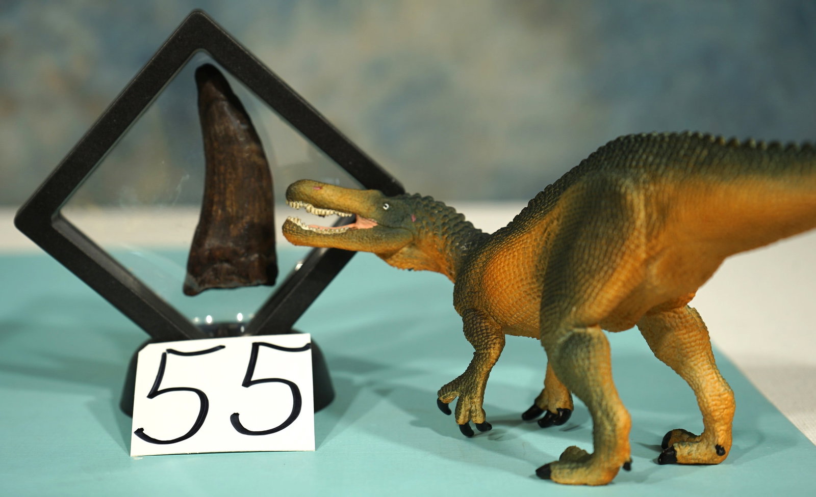 Authentic Suchomimus Dinosaur Fossil Tooth in Display Case: Suchomimus was a large carnivorous theropod, that lived in Niger during the early Cretaceous Period. Suchomimus was a very close relative of Spinosaurus, but without the large sail on its back, that S