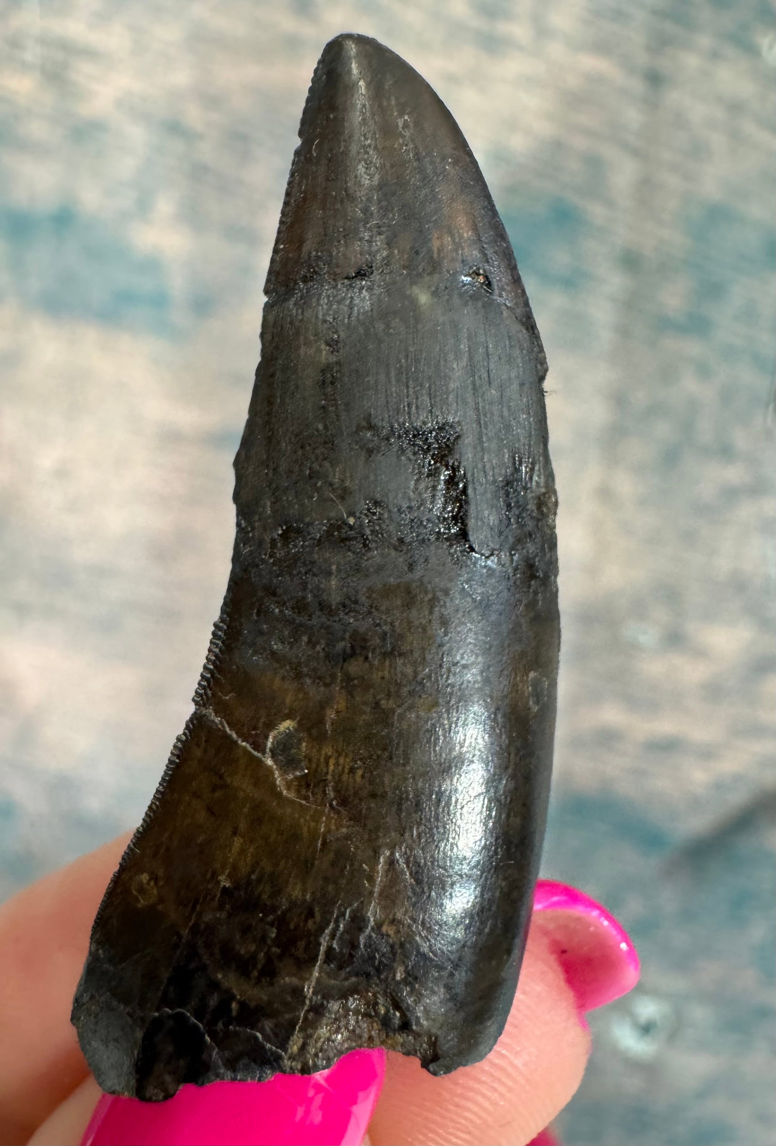 Awesome! Authentic American T-Rex Dinosaur Fossil Tooth with Display Case (1 of 3)
