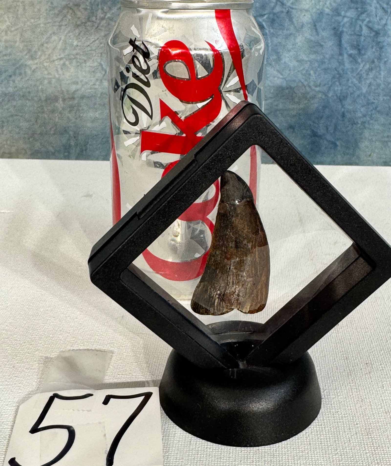 Very Rare Authentic Afrovenator Dinosaur Fossil Tooth with Display Case (1 of 8)