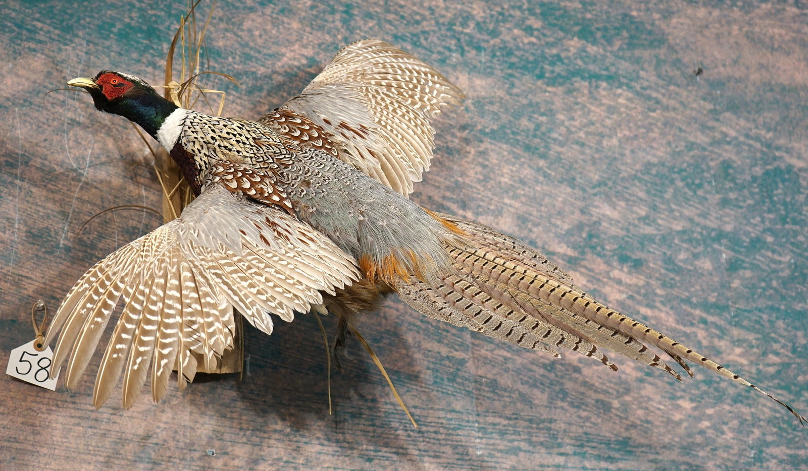 Flying Ringneck Pheasant Taxidermy Bird Mount: This mount is fairly new, and it is in mint condition. This Pheasant grades a very high 9.85.
