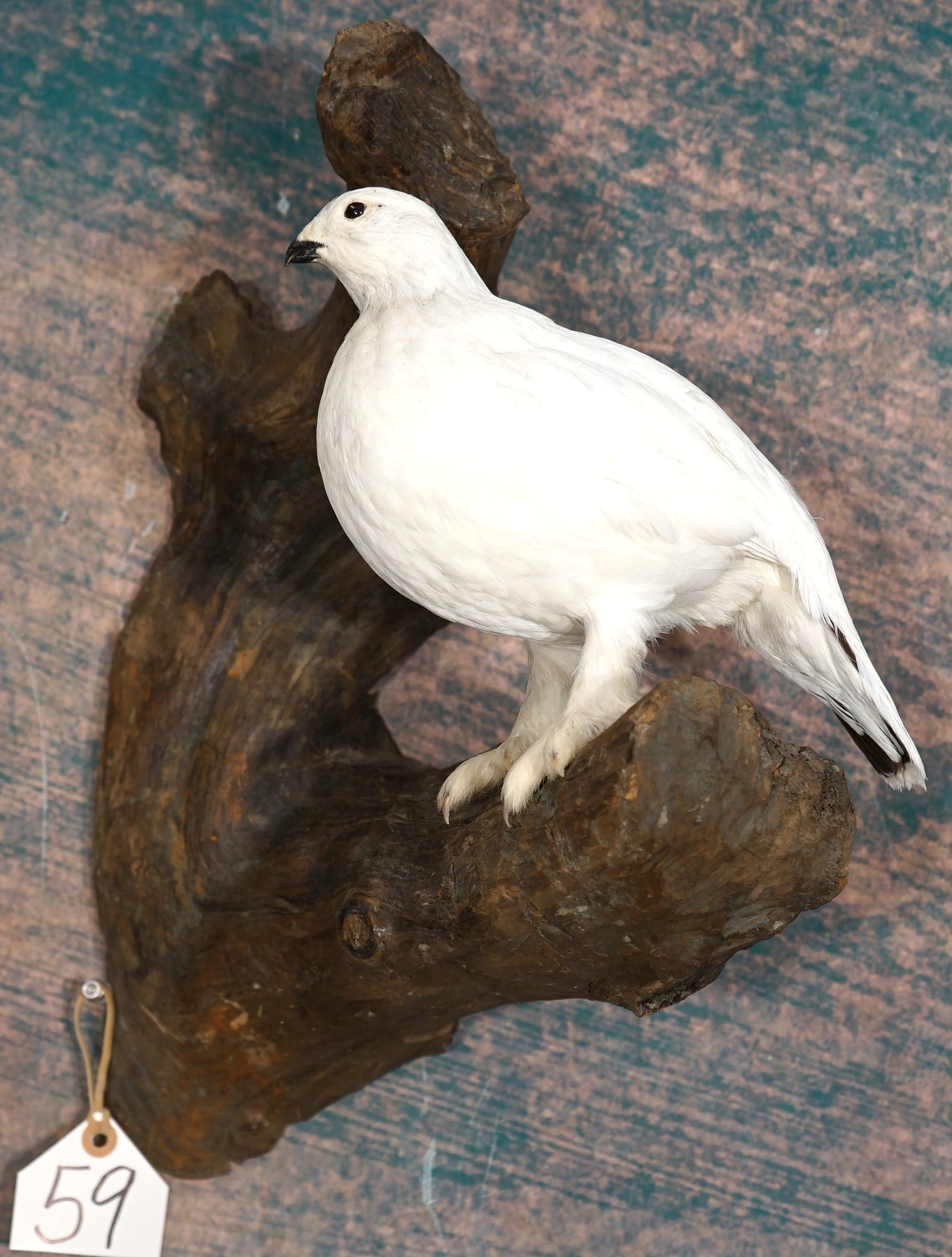 Beautiful Alaskan Winter Phase Ptarmigan Taxidermy Bird Mount: This mount is clean and it is in excellent condition. The taxidermy on this mount is outstanding, and it grades a perfect 10.