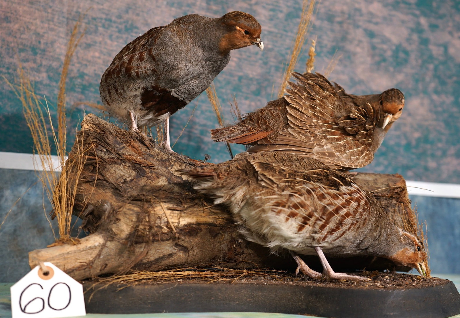 Three Hungarian Partridge in Natural Habitat Taxidermy Bird Mounts: This is truly a beautiful and lifelike mount. The Birds are clean, and everything is in mint-like condition. The taxidermy quality is exceptional, and the natural expression of these Birds is as good 