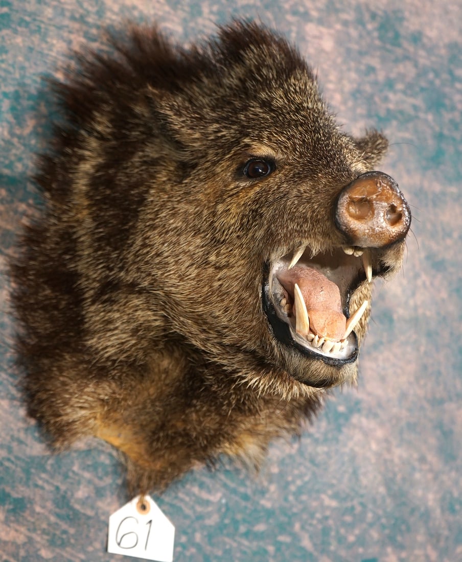 Javelina "Collard Peccary" Shoulder Taxidermy Mount: This mount is clean and in excellent condition. The taxidermist used the real teeth on this mount. The taxidermy quality grades a very nice 9.35.
