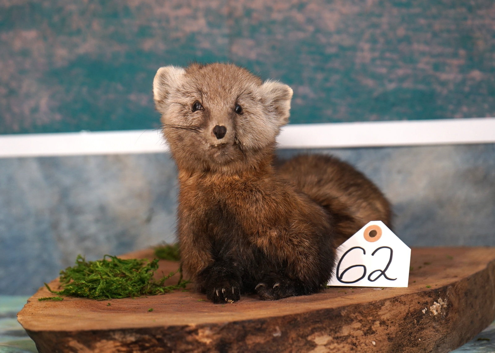 Pine Martin Full Body Taxidermy Mount: This mount is clean and in excellent condition. The Martin has a natural and lifelike appearance. This mount grades a very nice 9.