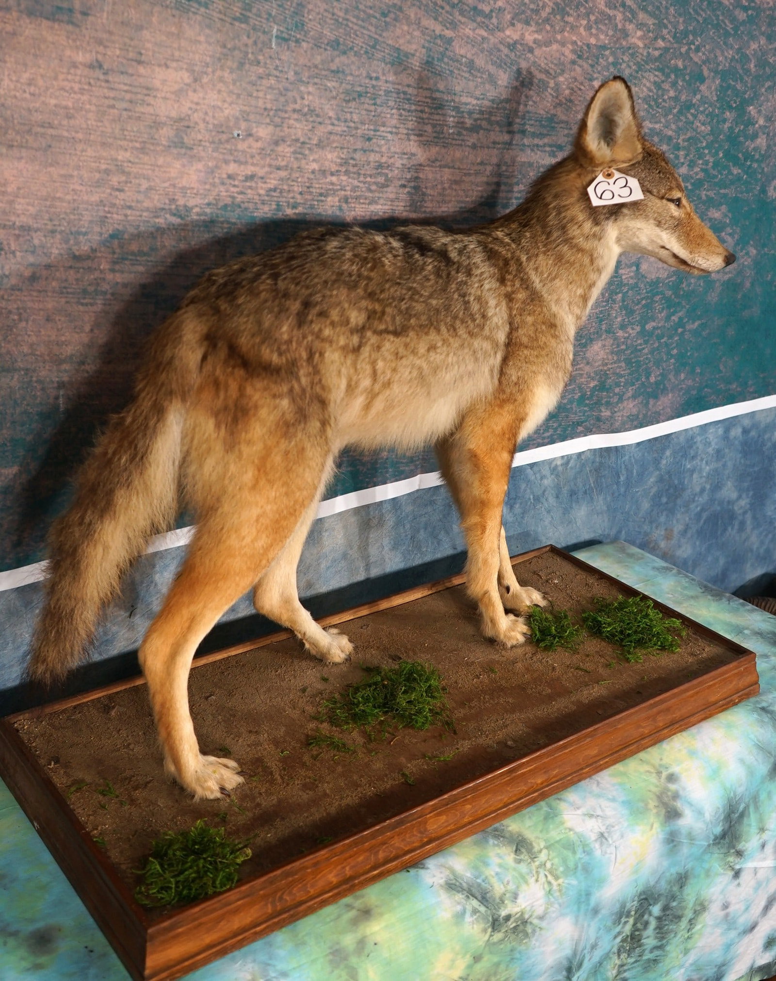 Coyote Full Body in Habitat Taxidermy Mount: This mount is clean and it is in excellent condition. The mount has good expression. The quality of the taxidermy grades a very good 9.