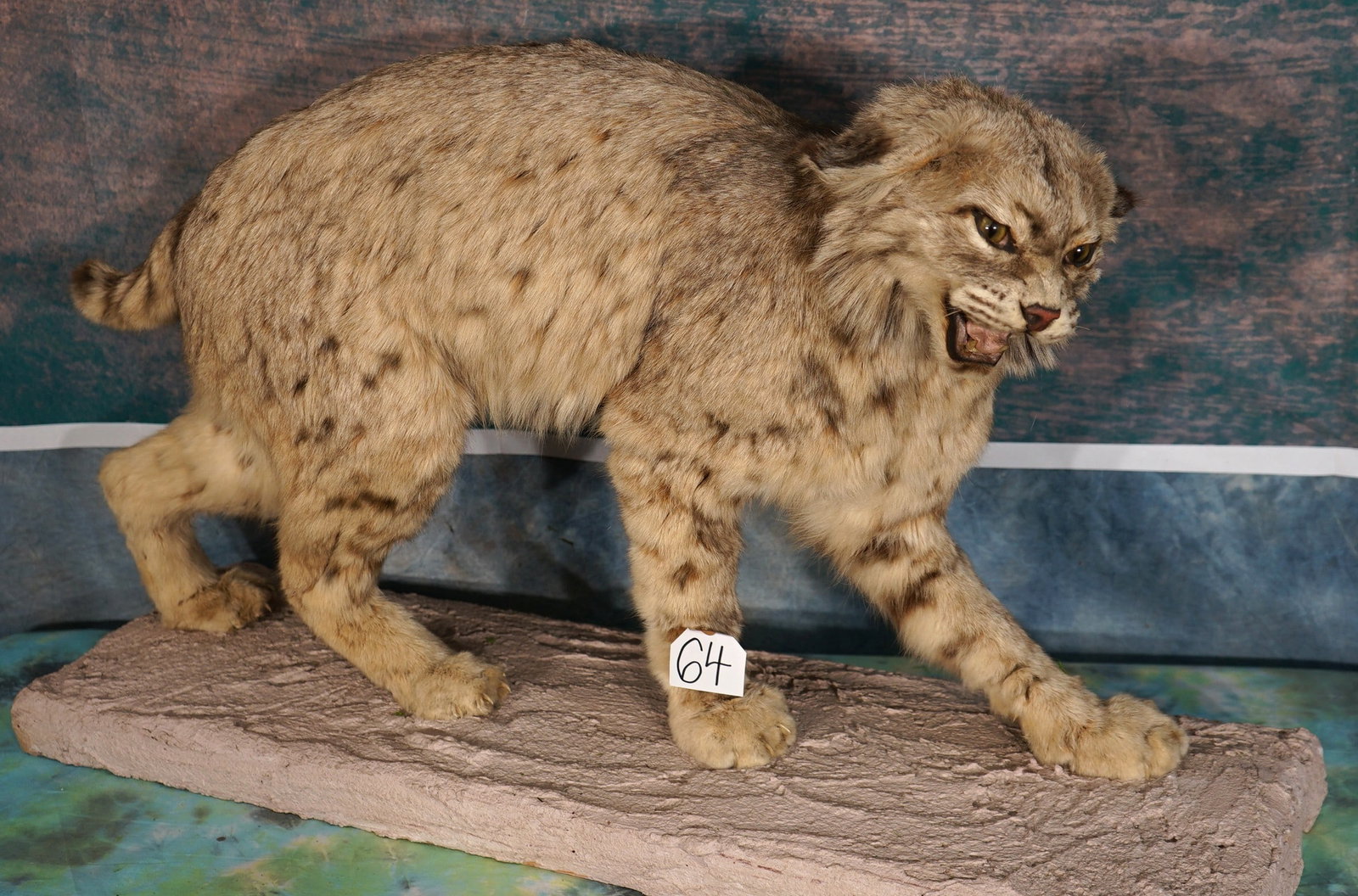 Very Large Northern Bobcat Taxidermy Mount (1 of 4)