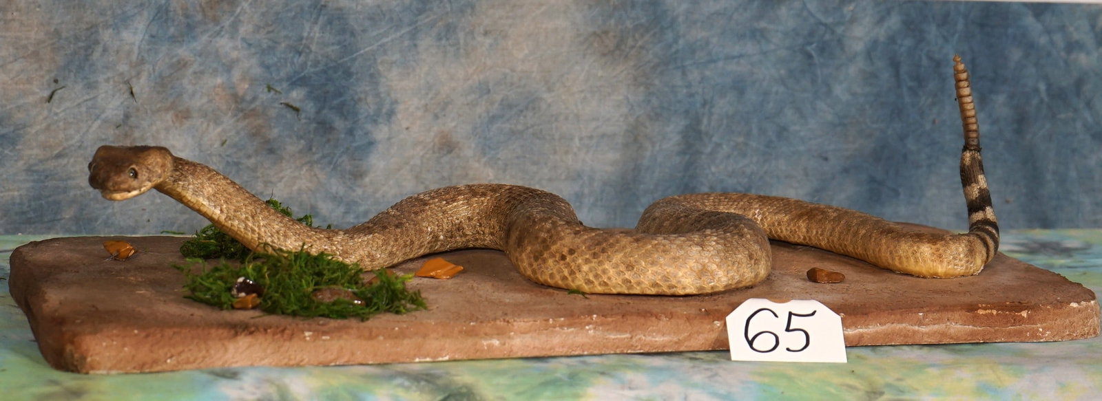 Western Diamondback Rattlesnake in Habitat Taxidermy Mount