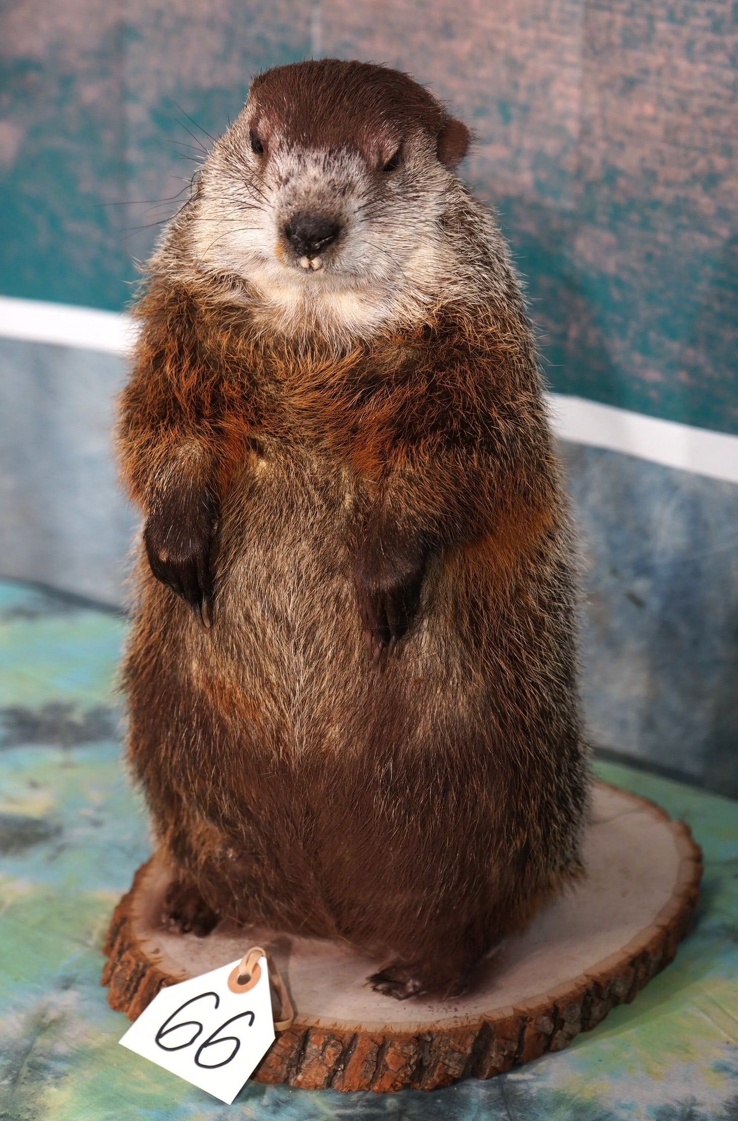 Cool! Marmot Full Body Taxidermy Mount: This mount is clean and in mint-like condition. The mount has an alert and lifelike appearance. The quality of the taxidermy grades a very high 9.85.