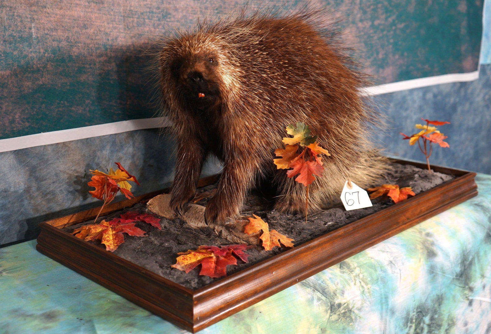 Porcupine Full Body in Natural Habitat Taxidermy Mount