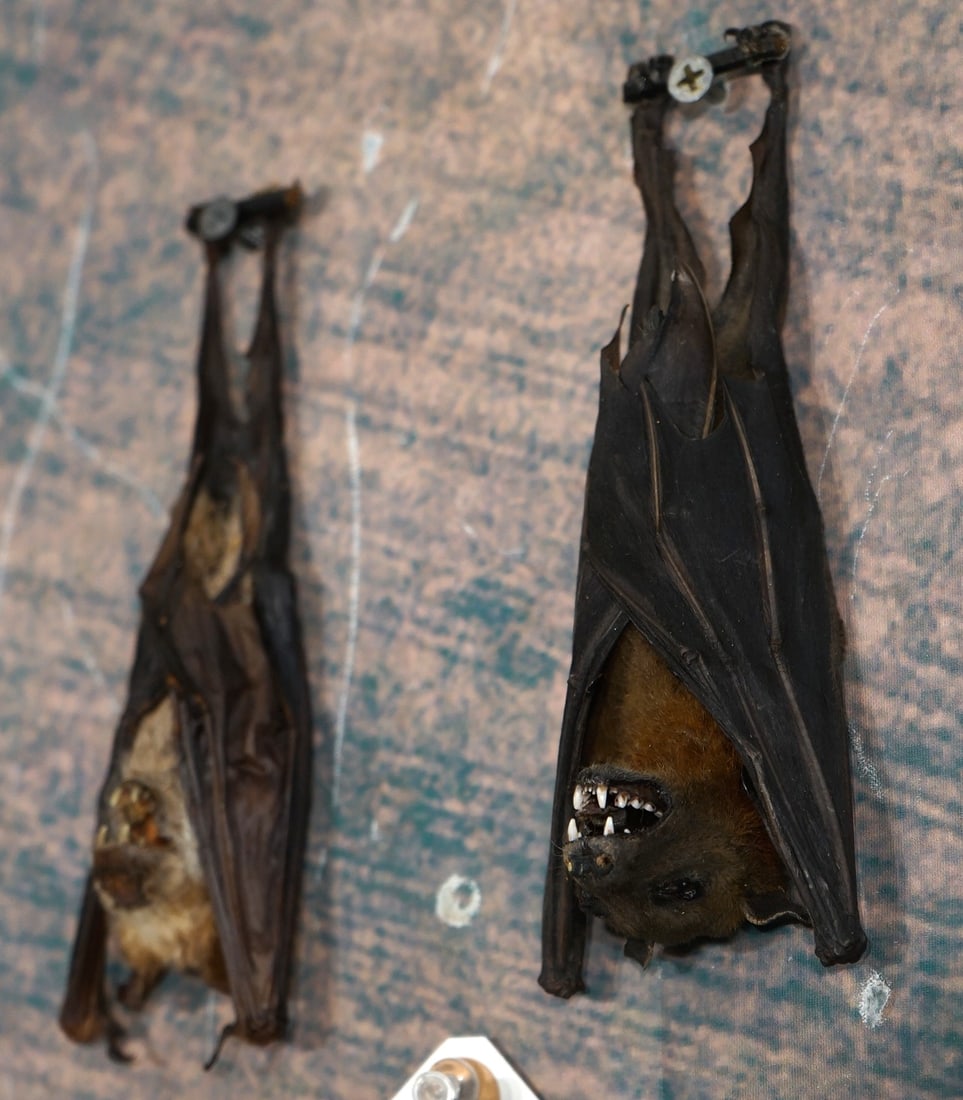 Pair of Full Mount Fruits Bats From Eastern Java, & Indonesia Taxidermy