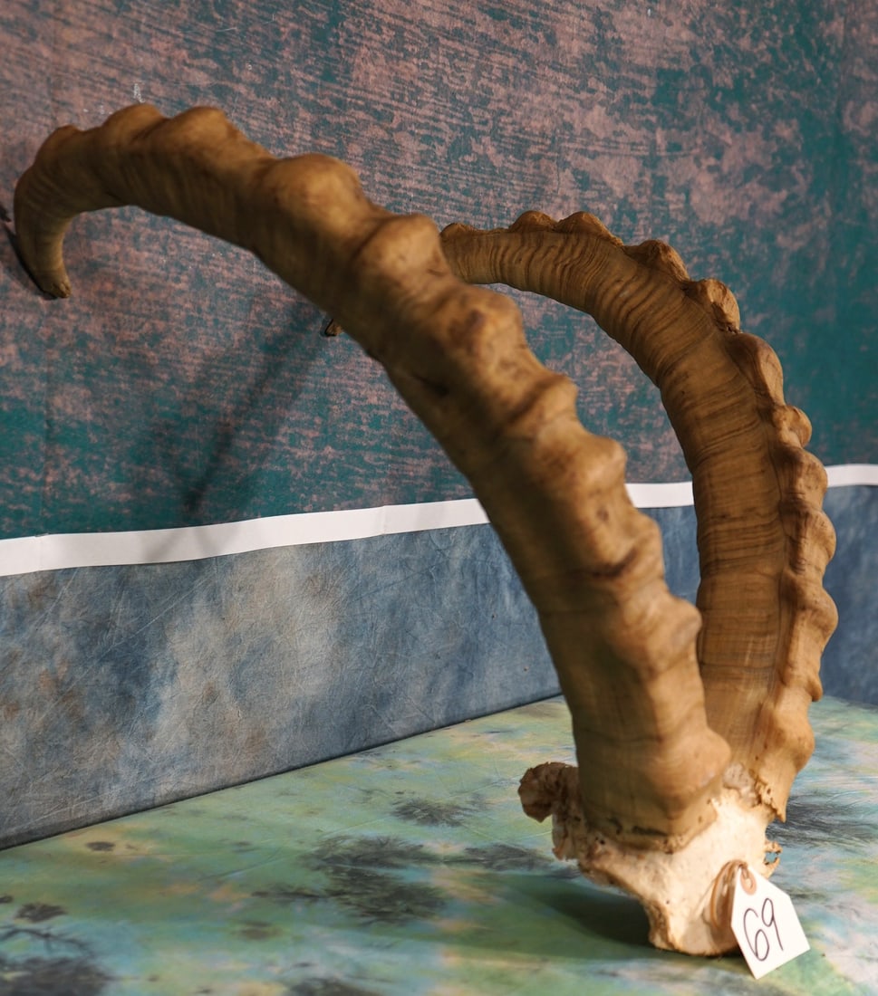 Pair of Gobi Desert Ibex Horns on Skull plate Taxidermy: This set of horns is from a mature Gobi Ibex. The Gobi Ibex is native of Mongolia.