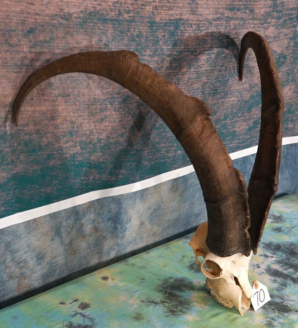 Persian Ibex Skull & Horns Taxidermy (1 of 3)