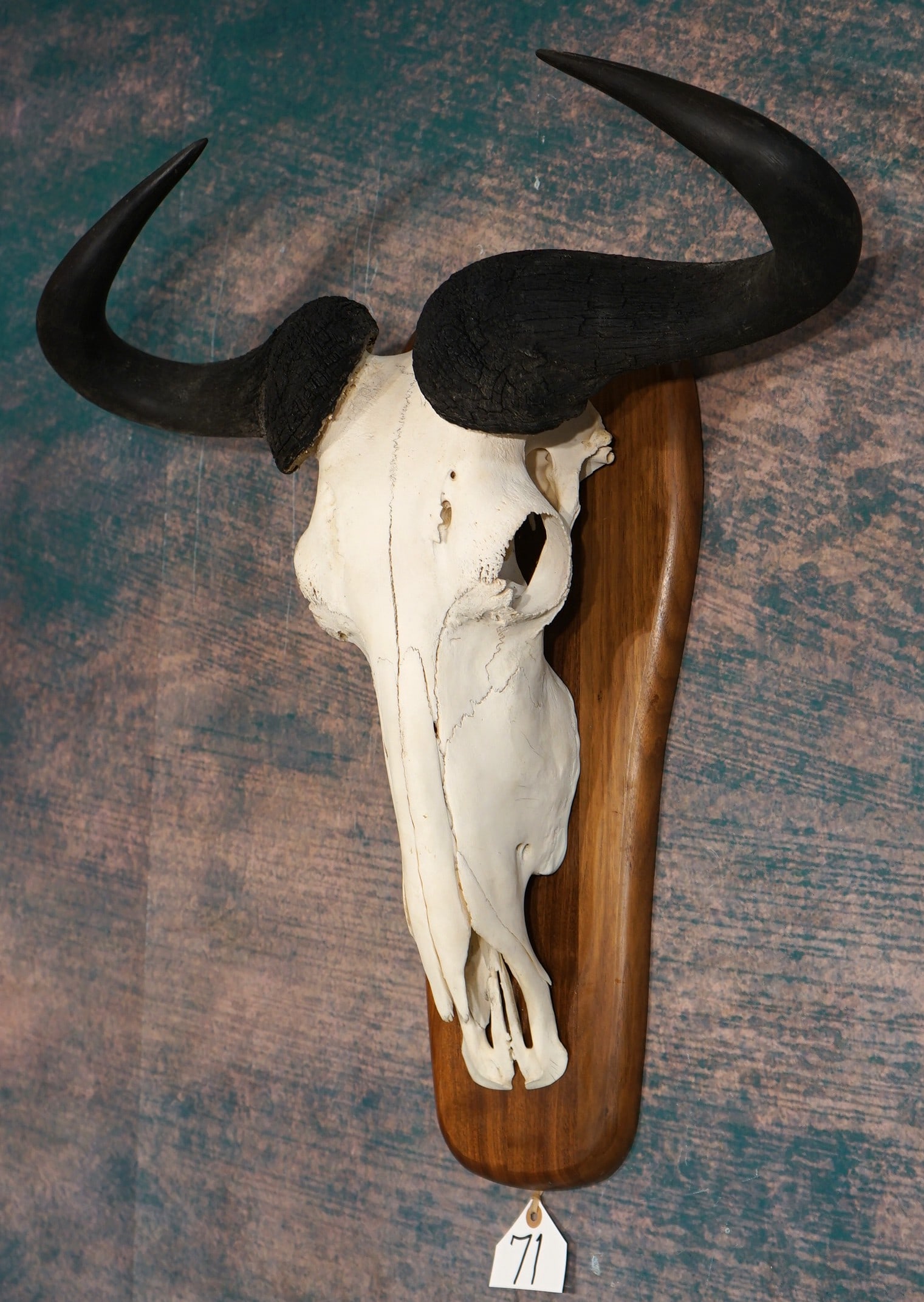 African Blue Wildebeest Skull Mount on Panel Taxidermy: This skull is clean and it is in excellent condition. The skull is from a better than average size Bull.