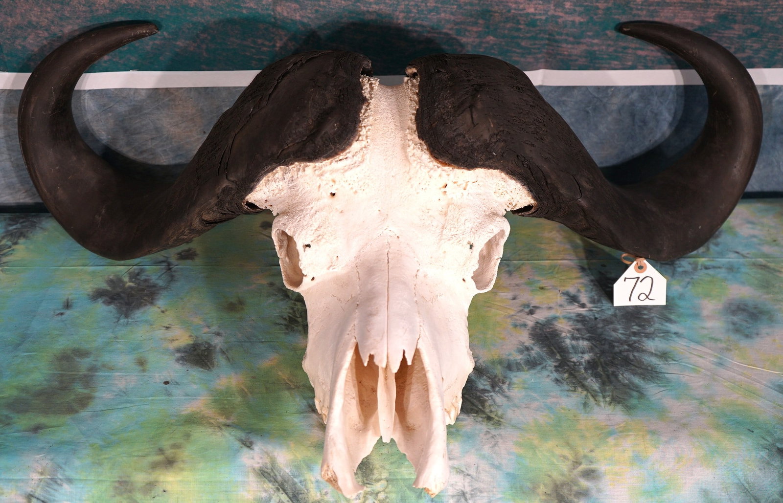 African Cape Buffalo Skull Taxidermy: This Skull is clean and in excellent condition. The nose tip is missing a small part that can be restored. The skull is? from an average size mature Bull.
