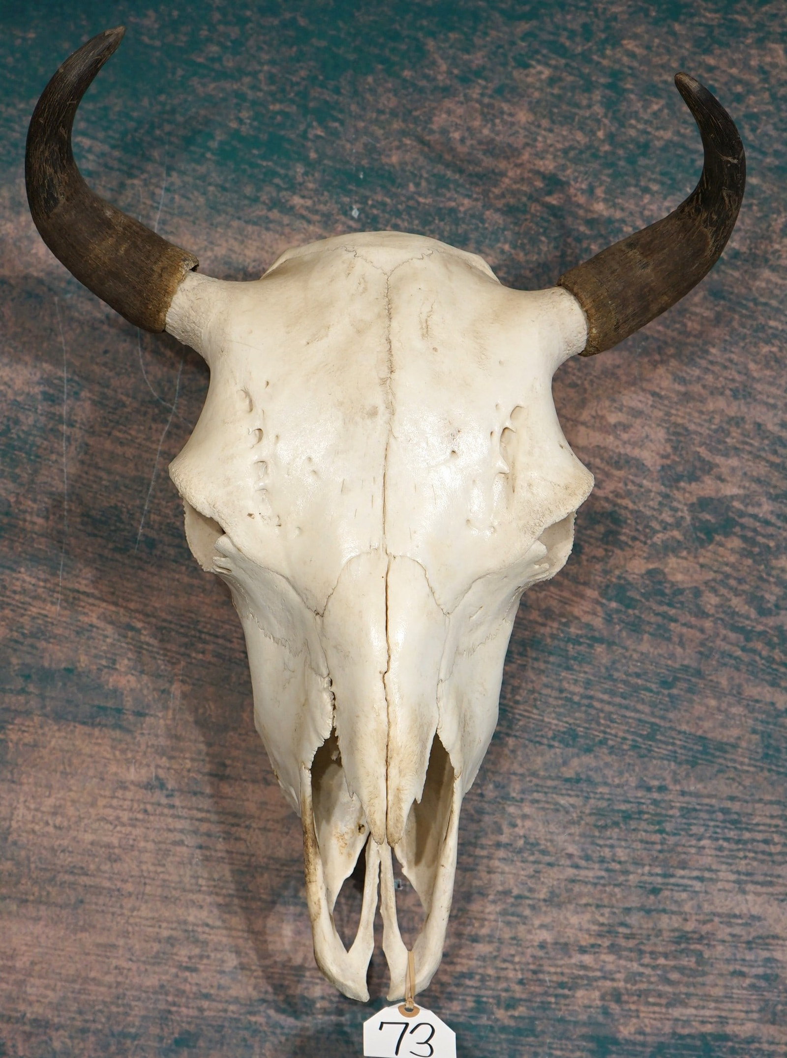 American Bison Skull Taxidermy