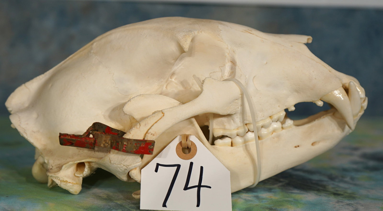 Complete Black Bear Skull Taxidermy: This skull is from a mature Black Bear Boar. All the teeth are present, and this skull is in excellent condition.
