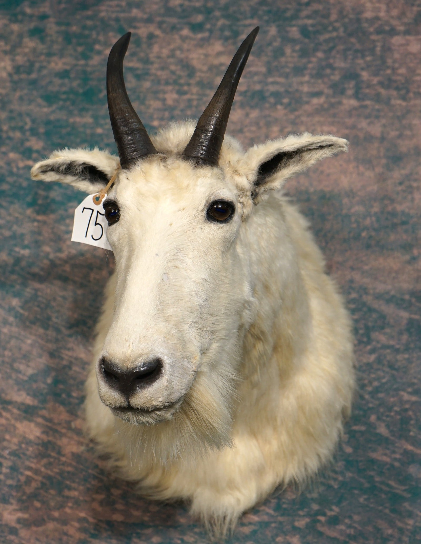 Rocky Mountain Goat Shoulder Taxidermy Mount: This mount is clean and it is in excellent condition. This Mountain Goat has good size horns, and good natural expression. The taxidermy quality grades a very good 9.35.