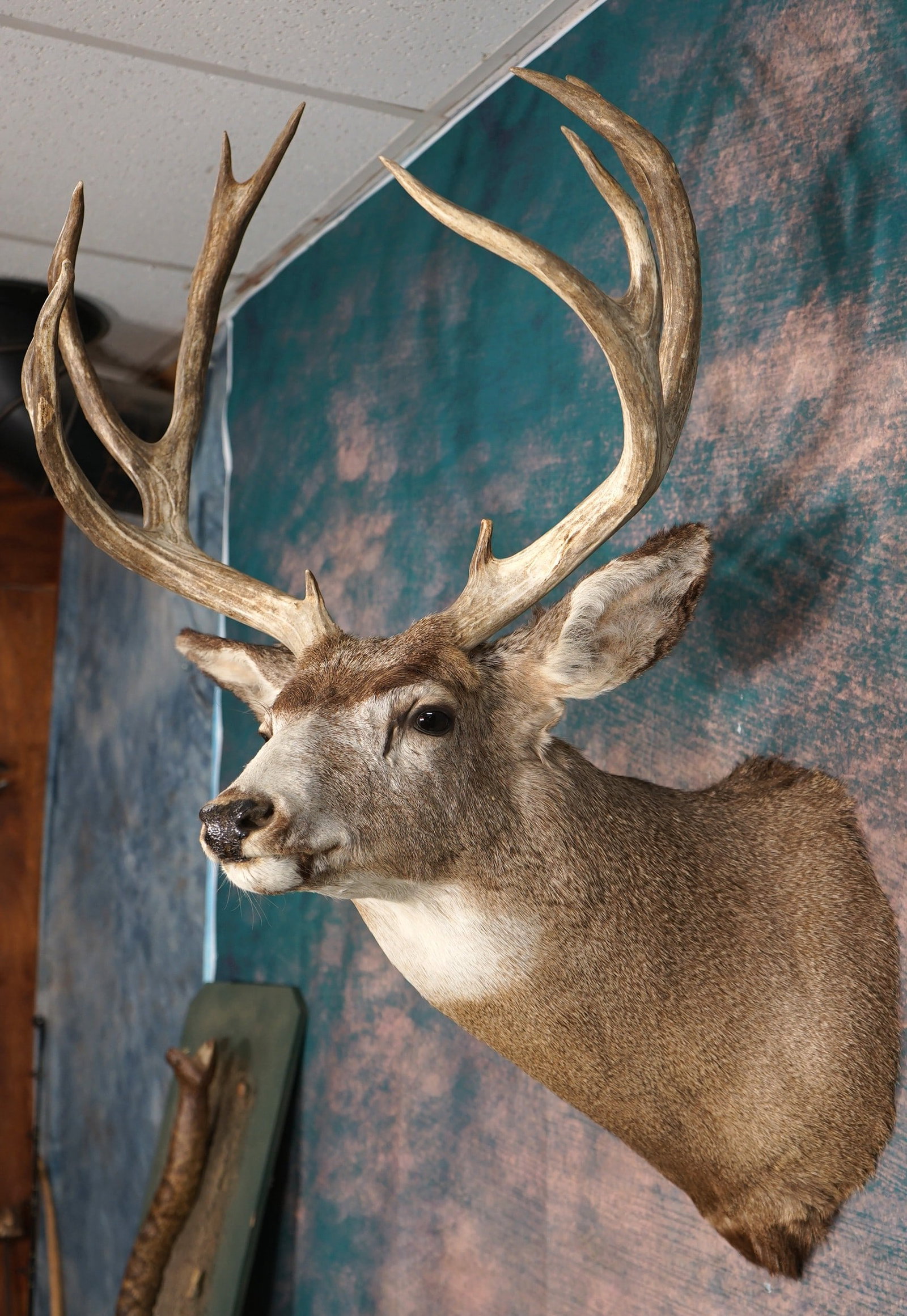 Very Nice Arizona Mule Deer Shoulder Taxidermy Mount: This is a clean mount; it is in excellent condition. This Buck has a beautiful cape and a really good rack and it grades a 9.75.