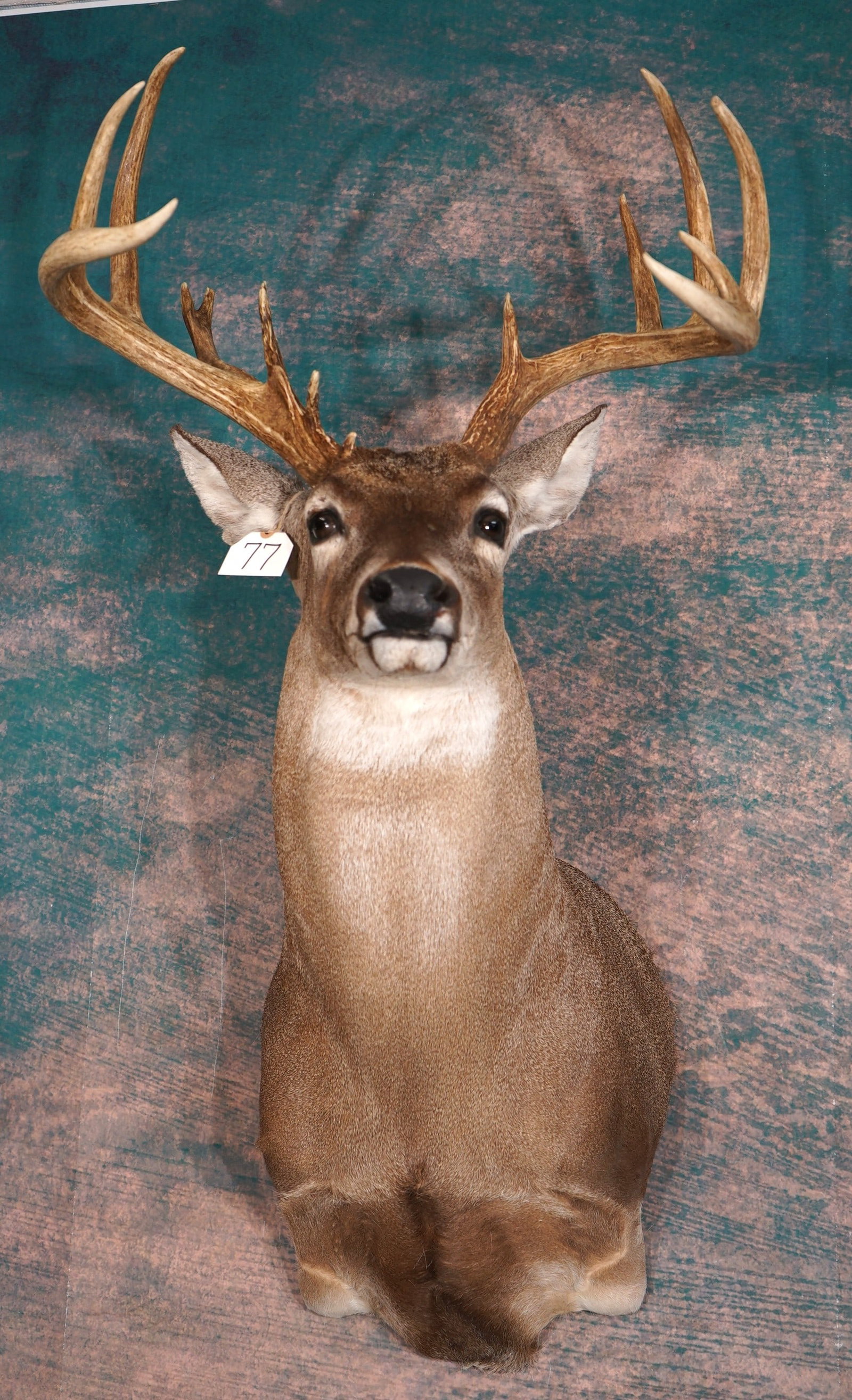 14pt. South Texas Whitetail Deer Shoulder Taxidermy Mount: This mount is clean and it is in excellent condition. The quality of the taxidermy grades a very high 9.5.