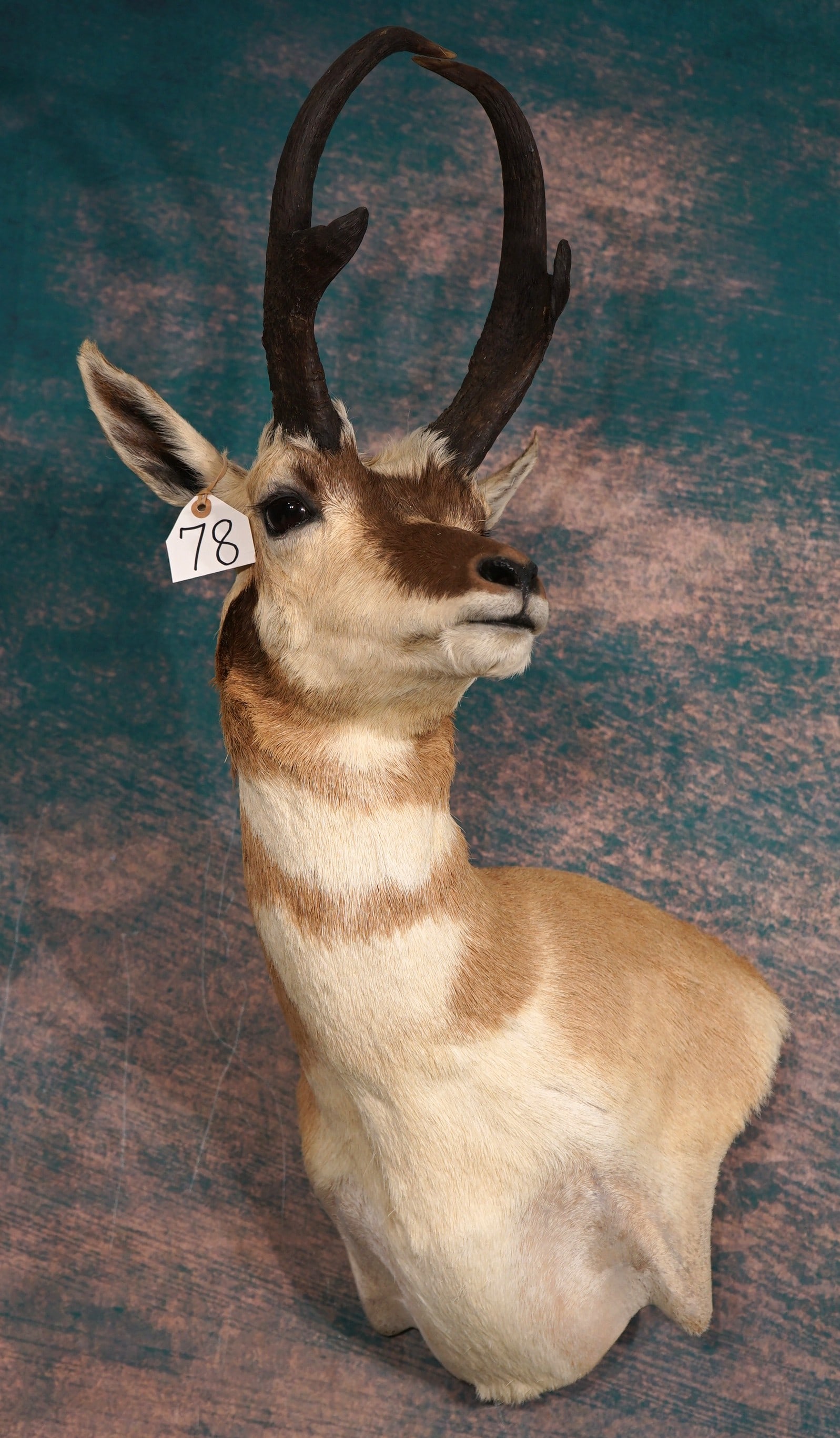 Beautiful Pronghorn Antelope Shoulder Quality Taxidermy Mount: This mount is clean and in mint-like condition. This Pronghorn mount is very lifelike, and he has great expression. The taxidermy is outstanding and grades a 9.85.
