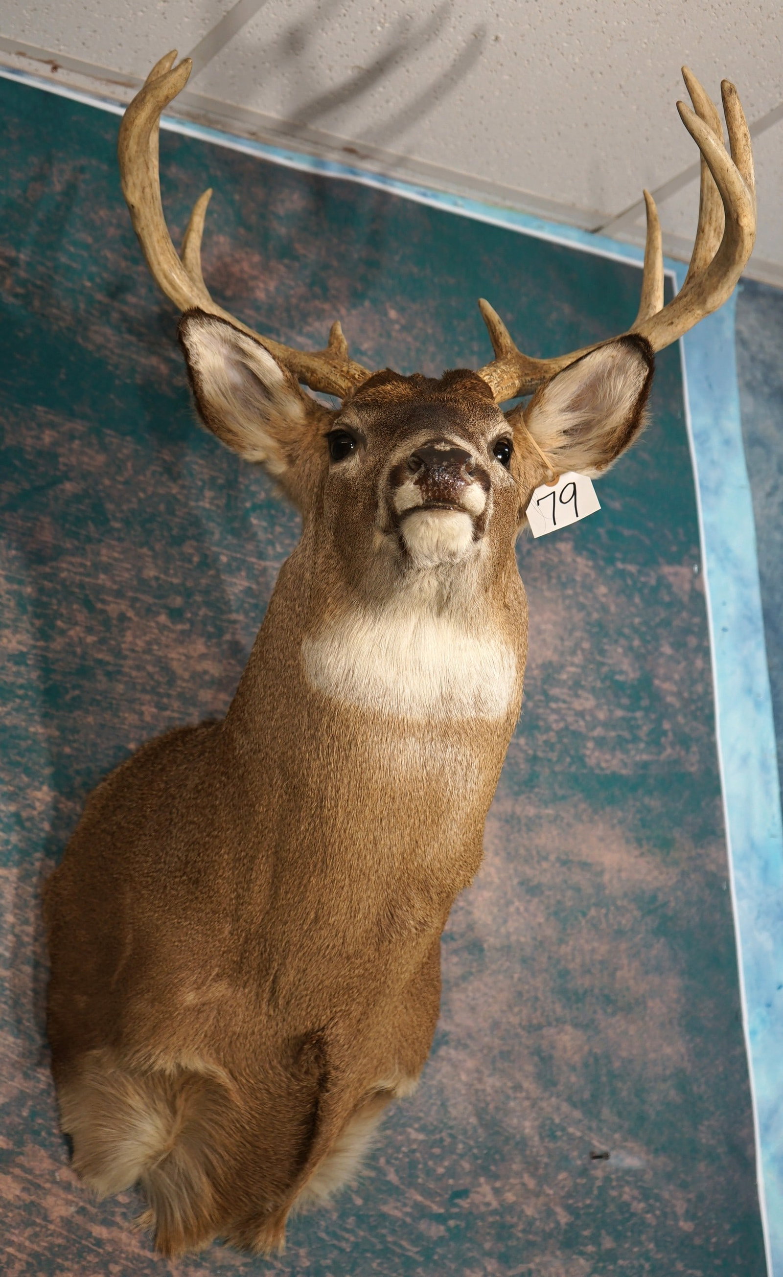 Nice 8pt. Kansas Whitetail Deer Shoulder Taxidermy Mount: This mount is clean and in excellent condition. This Buck has a large body with a decent rack. The taxidermy quality is excellent and grades a very high 9.5
