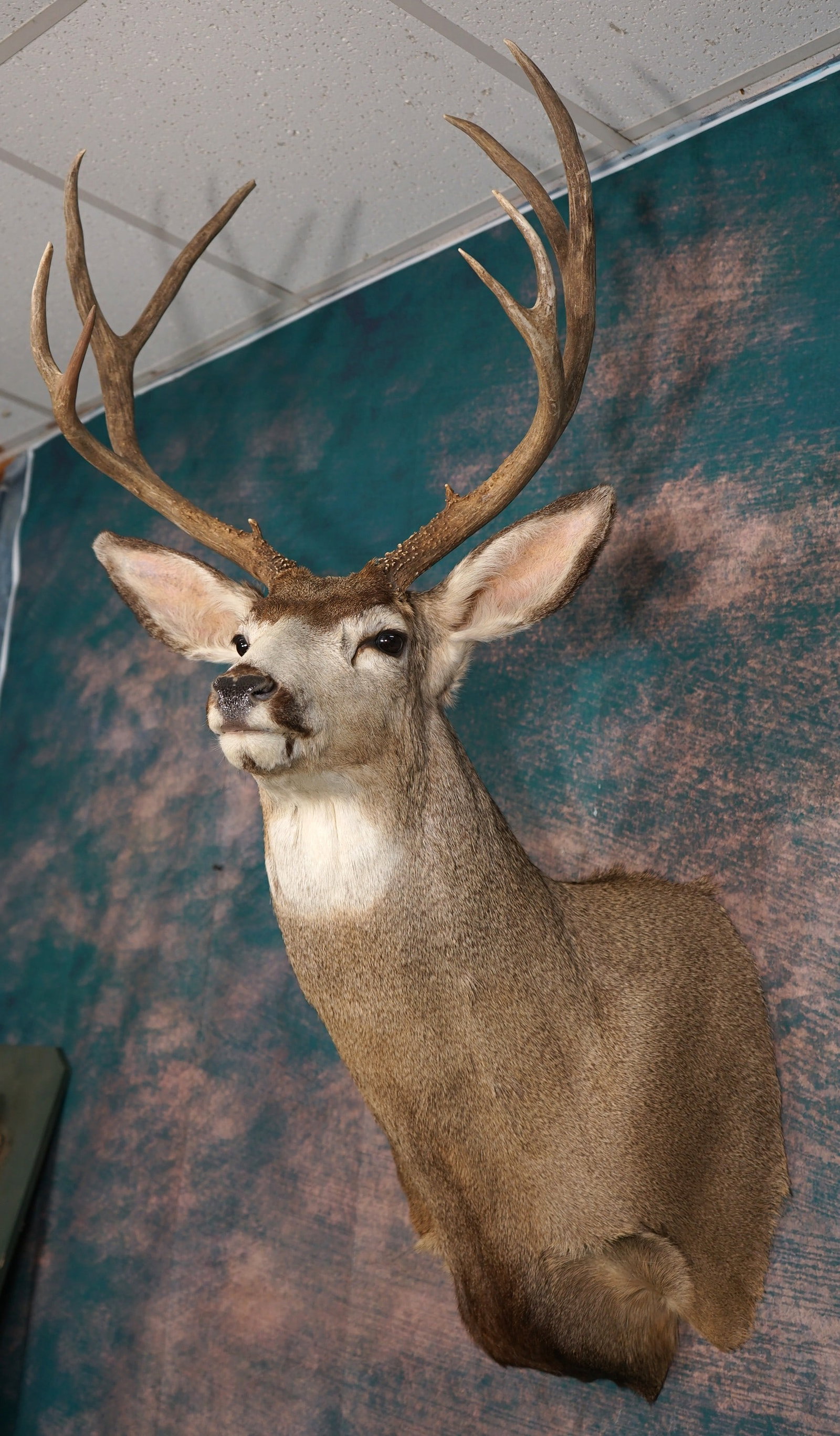 Nice & Tall Wyoming Mule Deer Shoulder Taxidermy Mount: This mount is clean, and in mint-like condition. This Buck is lifelike, and has great expression. The taxidermy quality is outstanding and grades a very high 9.85.