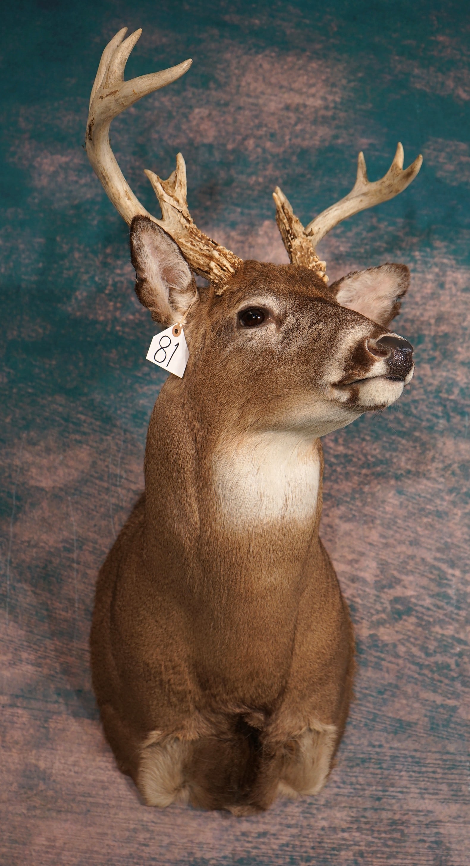 Nice 10pt. Kansas Whitetail Deer Shoulder Taxidermy Mount