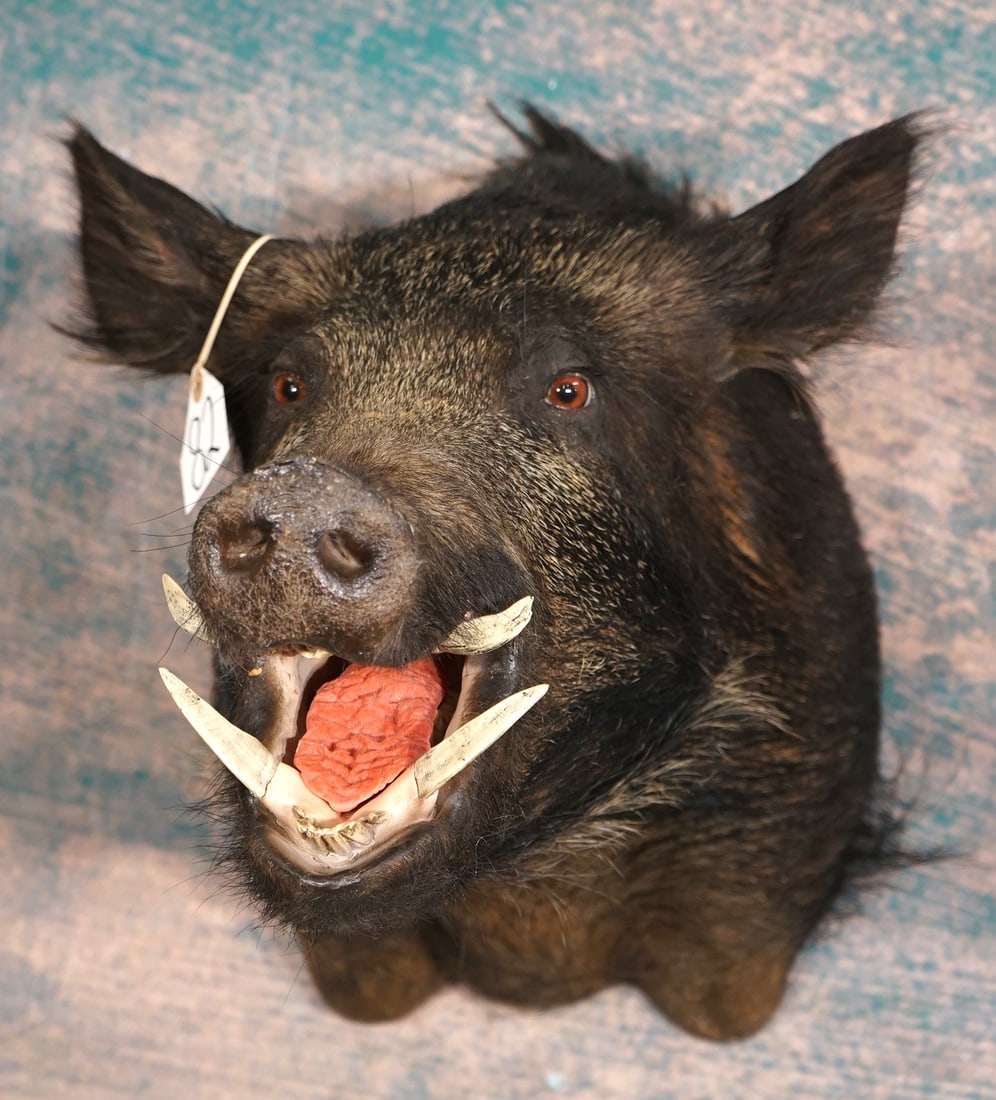 Awesome Razorback Shoulder Taxidermy Wild Boar Mount: This mount is fairly new. It is clean and in mint-like condition. This Boar is very lifelike and has excellent taxidermy grading a 9.75.