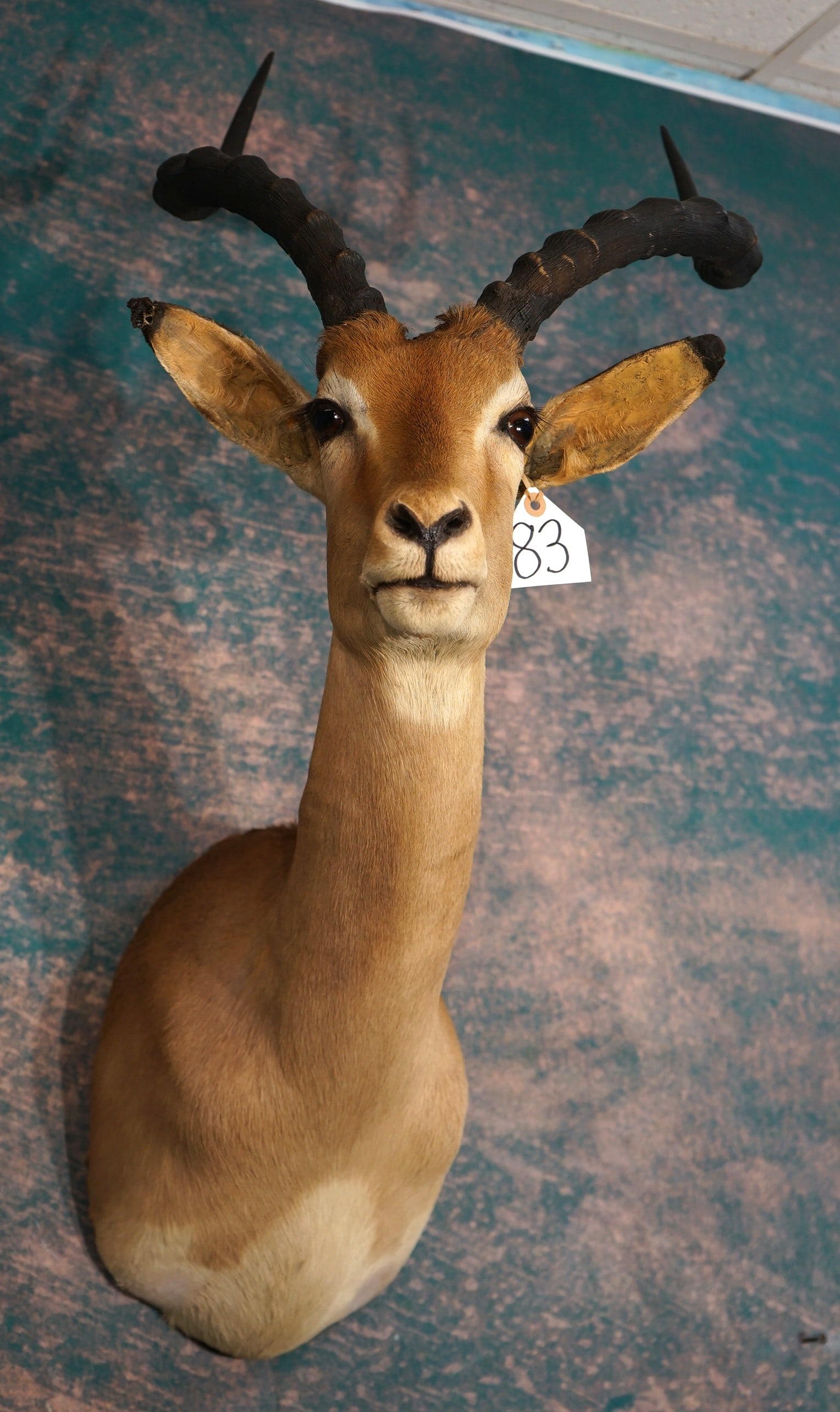 African Impala Ram Shoulder Taxidermy Mount: This mount is clean and in very good condition. The mount has a good natural pose. This Impala Ram has very good taxidermy quality grading an 8.35.