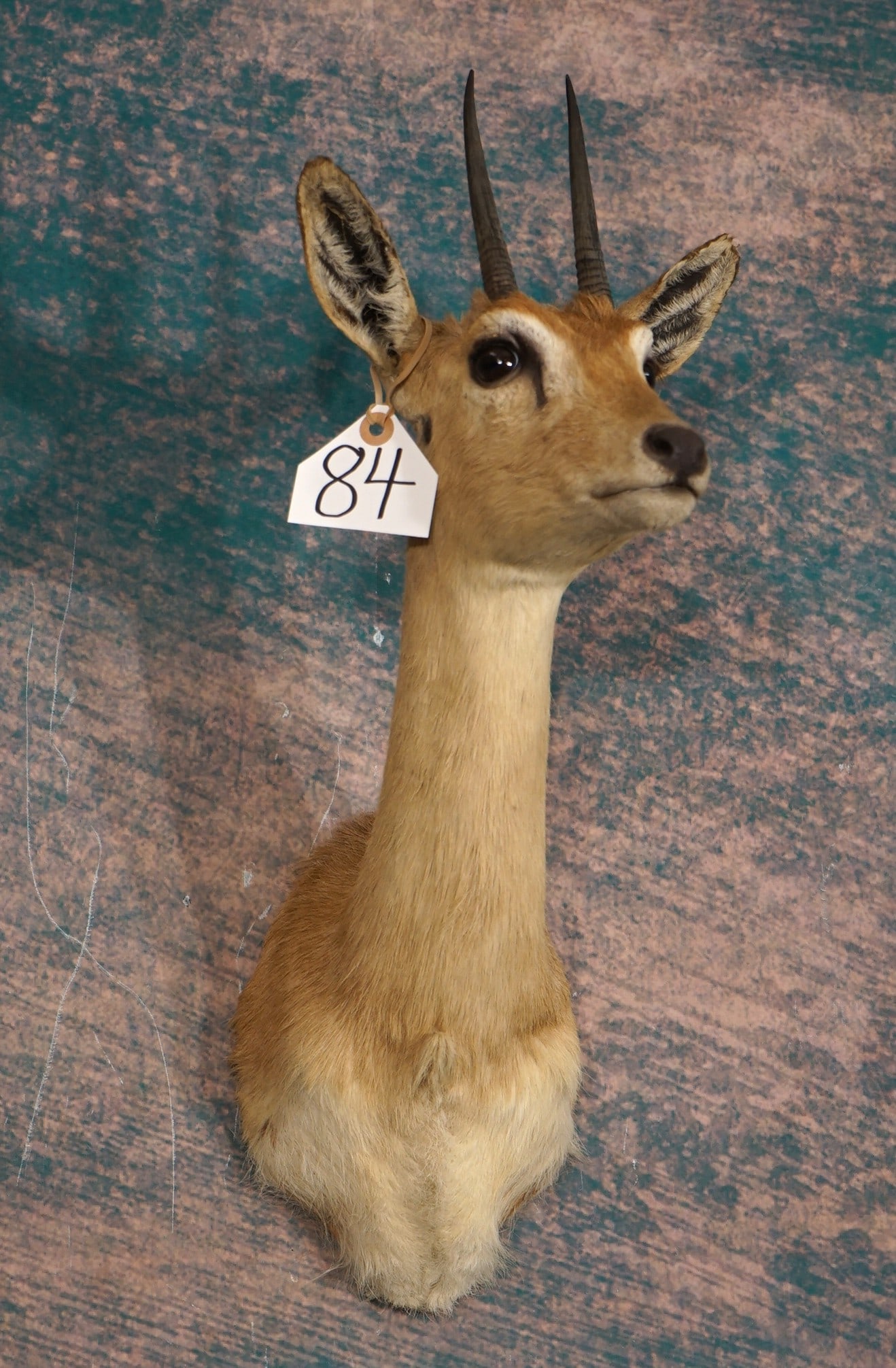 African Oribi Antelope Shoulder Taxidermy Mount (1 of 3)