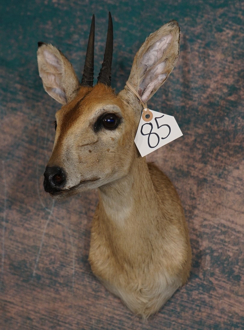 African Bush Duiker Pygmy Antelope Shoulder Taxidermy Mount: This mount is clean and in very good condition. The taxidermy quality grades a 7.5