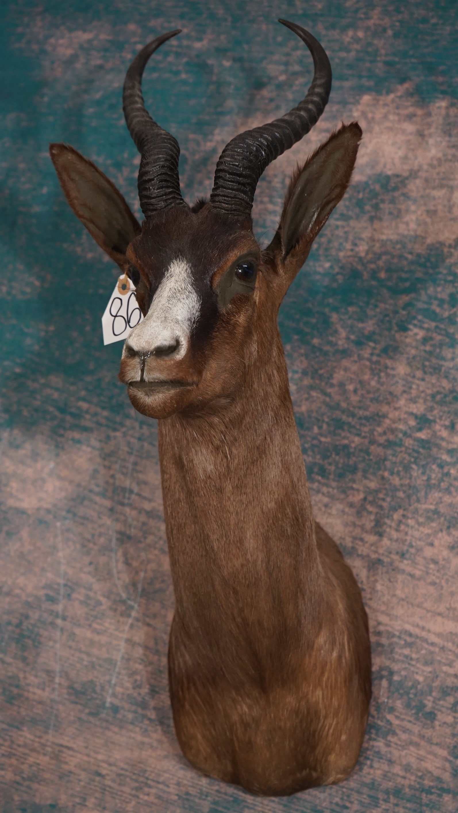 African Black Springbuck Gazelle Shoulder Taxidermy Mount: The mount is clean and it is in excellent condition. The mount is lifelike and it has great expression. The quality of the taxidermy grades a very high 9.75.