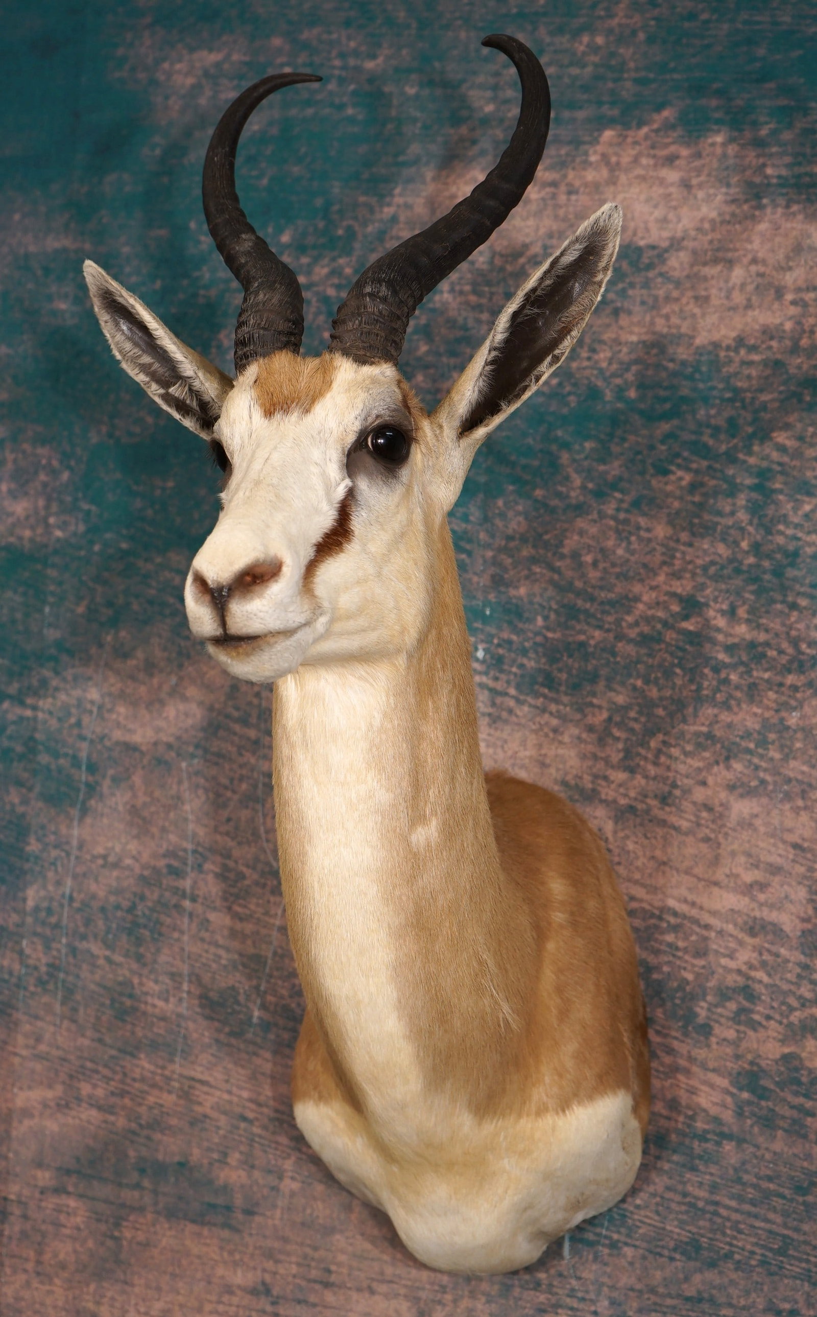 African Common Springbuck Gazelle Shoulder Taxidermy Mount: This mount is clean and in excellent condition. This Buck has good size horns and good expression. The taxidermy quality of this mount is excellent grading a high 9.5.