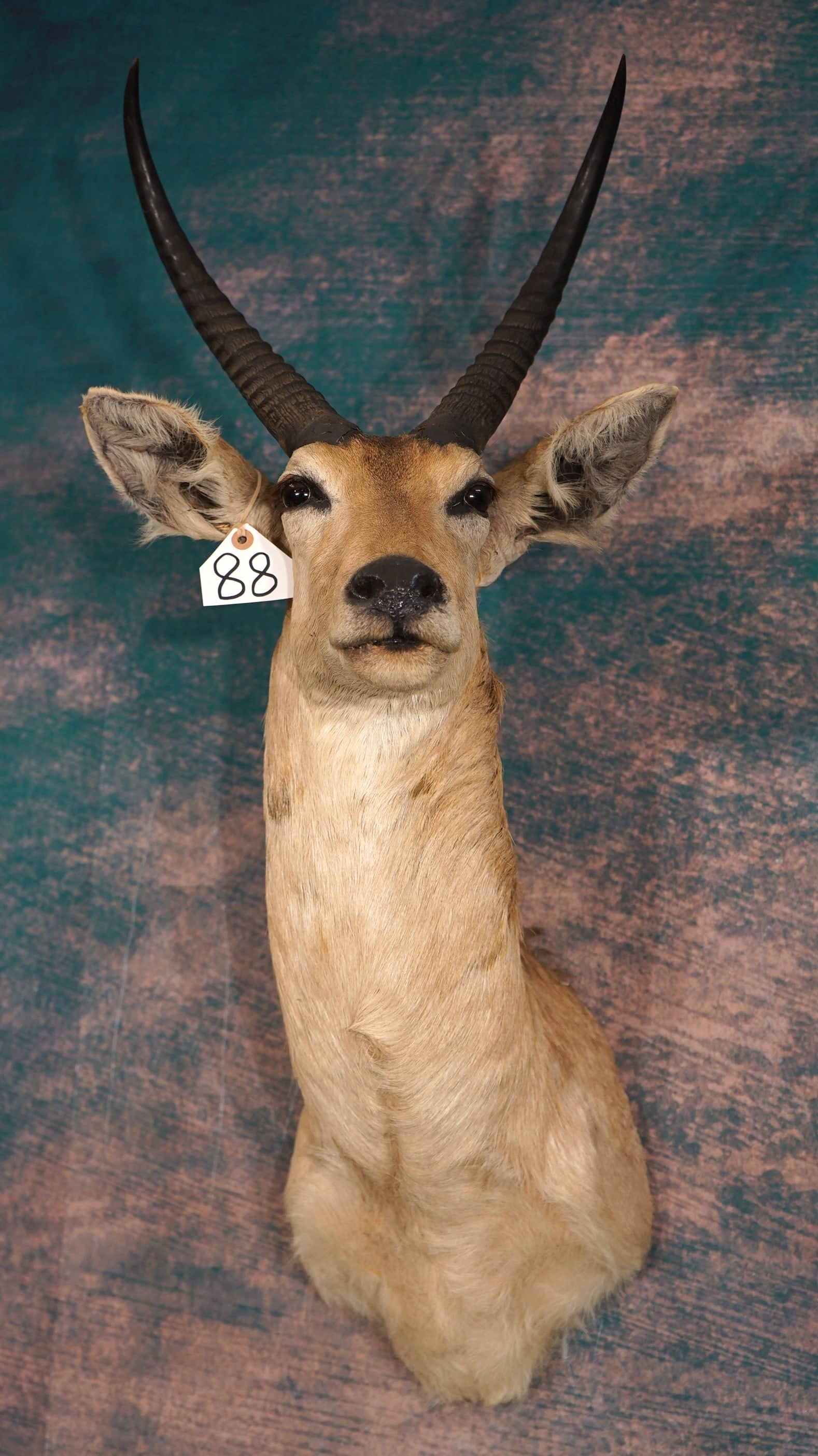 African Common Reedbuck Antelope Shoulder Taxidermy Mount: This mount is clean and it is in good condition. The horns are good size on this Buck. The taxidermy quality grades a 7.25.