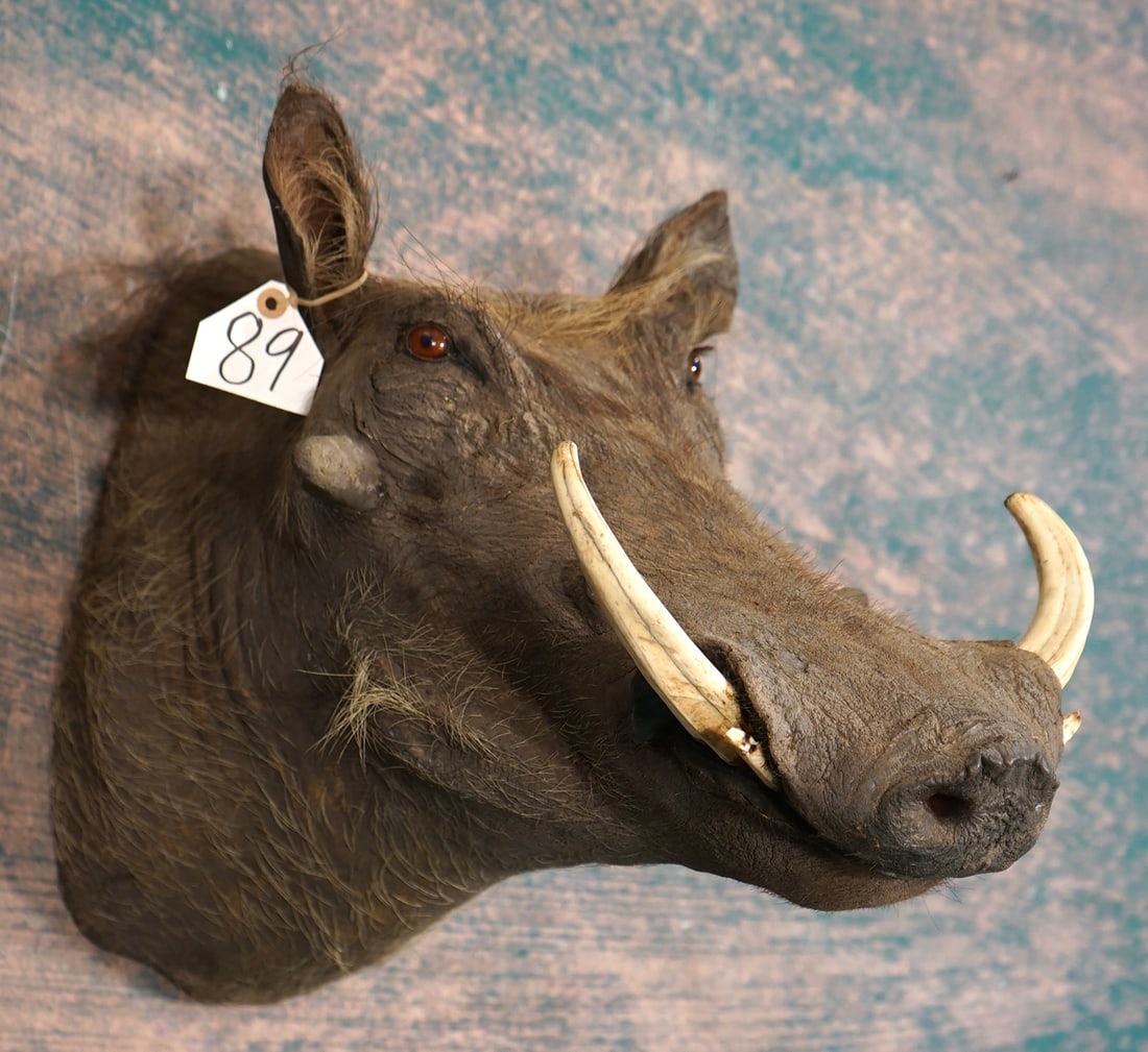 African Warthog Shoulder Taxidermy Mount: This mount is clean and in excellent condition. One ear has a minor repair. The quality of the taxidermy is an 8.5.